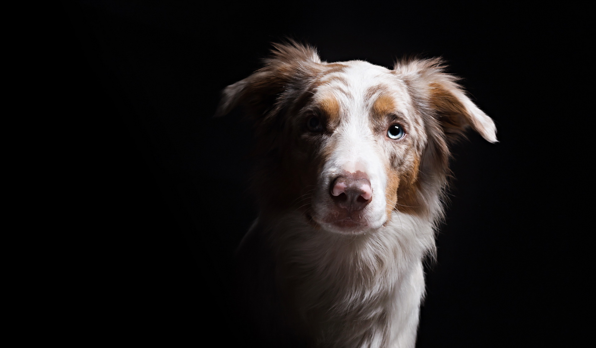 Baixar papel de parede para celular de Animais, Cães, Cão gratuito.