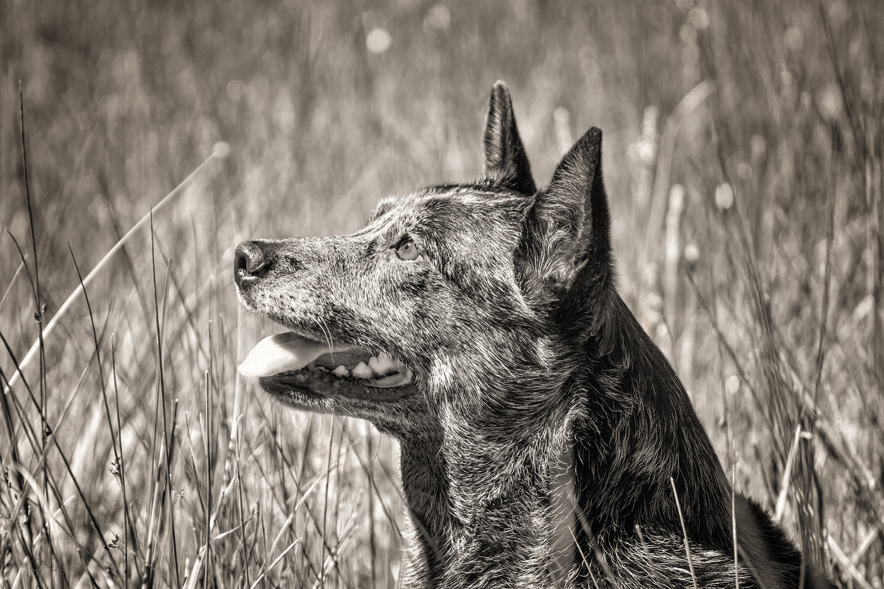 PCデスクトップに動物, 犬, 黒 白, オーストラリアン・キャトル・ドッグ画像を無料でダウンロード