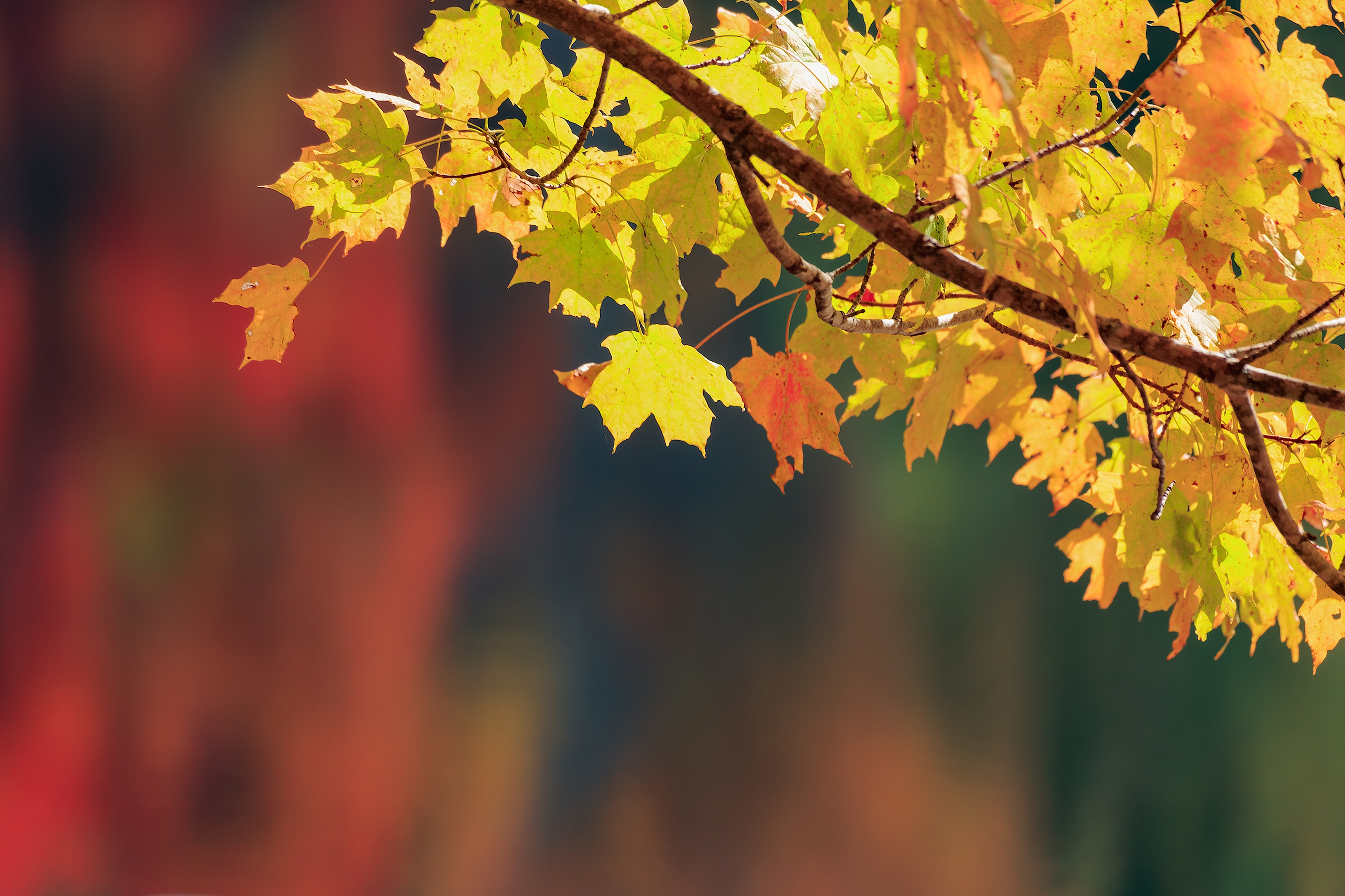 Download mobile wallpaper Leaf, Fall, Branch, Earth, Maple Leaf for free.