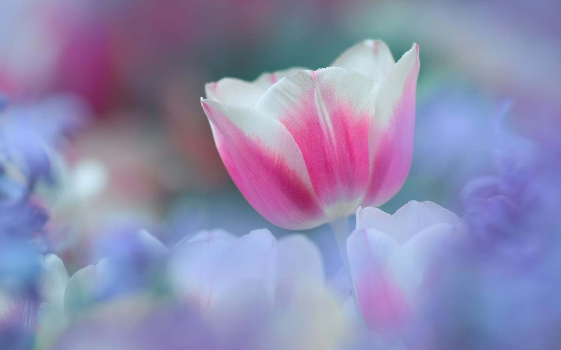 Free download wallpaper Flowers, Plants, Tulips on your PC desktop