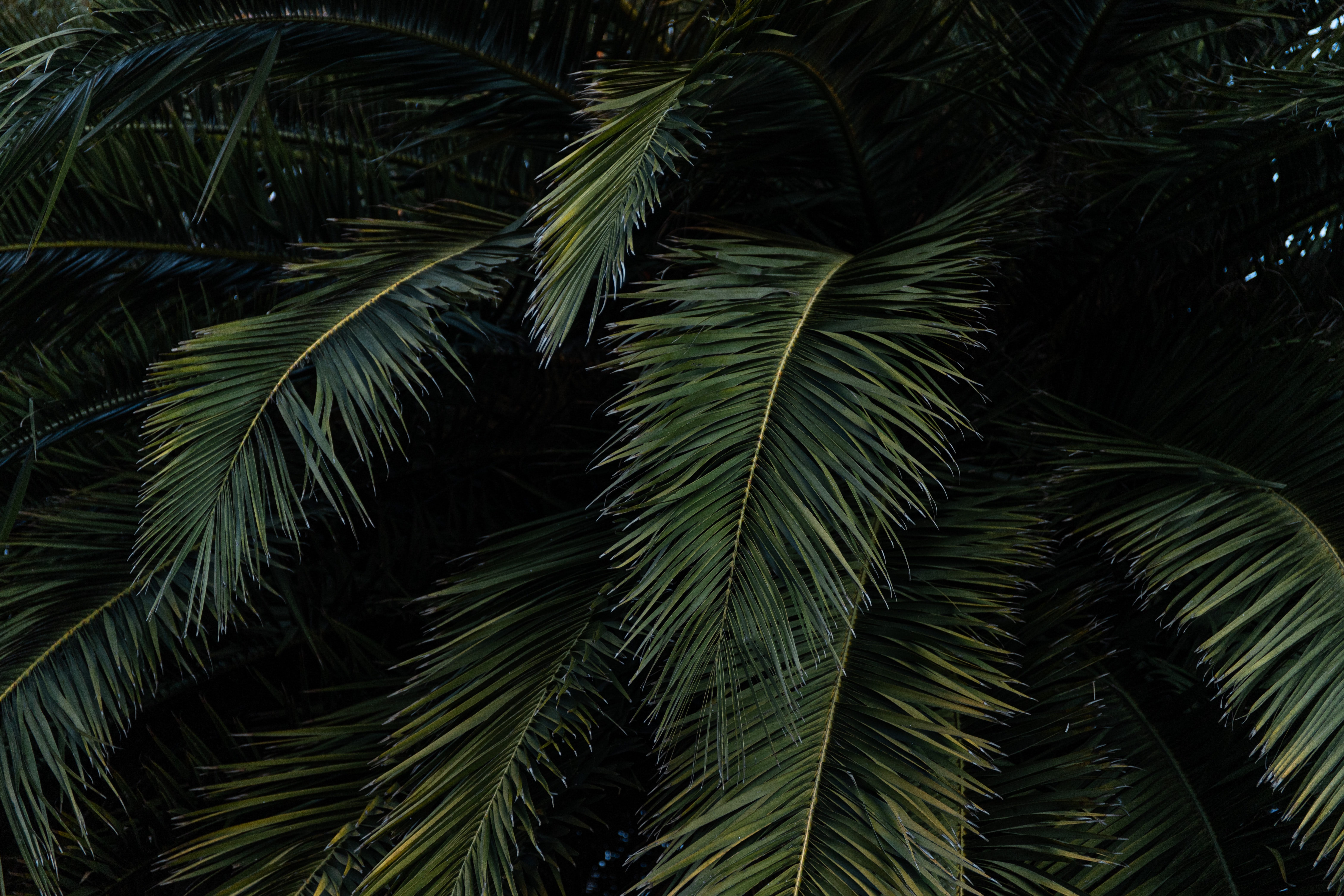 Download mobile wallpaper Branches, Bush, Nature, Leaves, Palm for free.