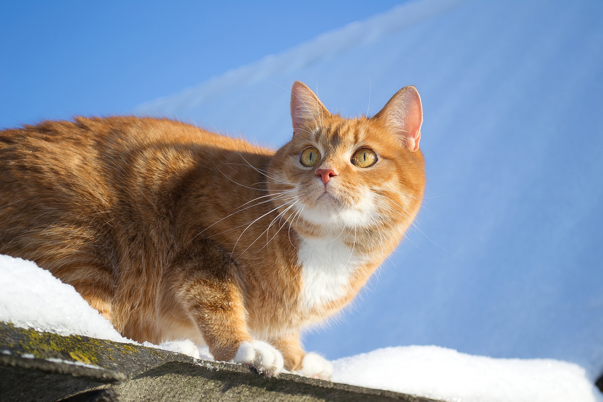 Baixar papel de parede para celular de Animais, Gatos, Gato gratuito.