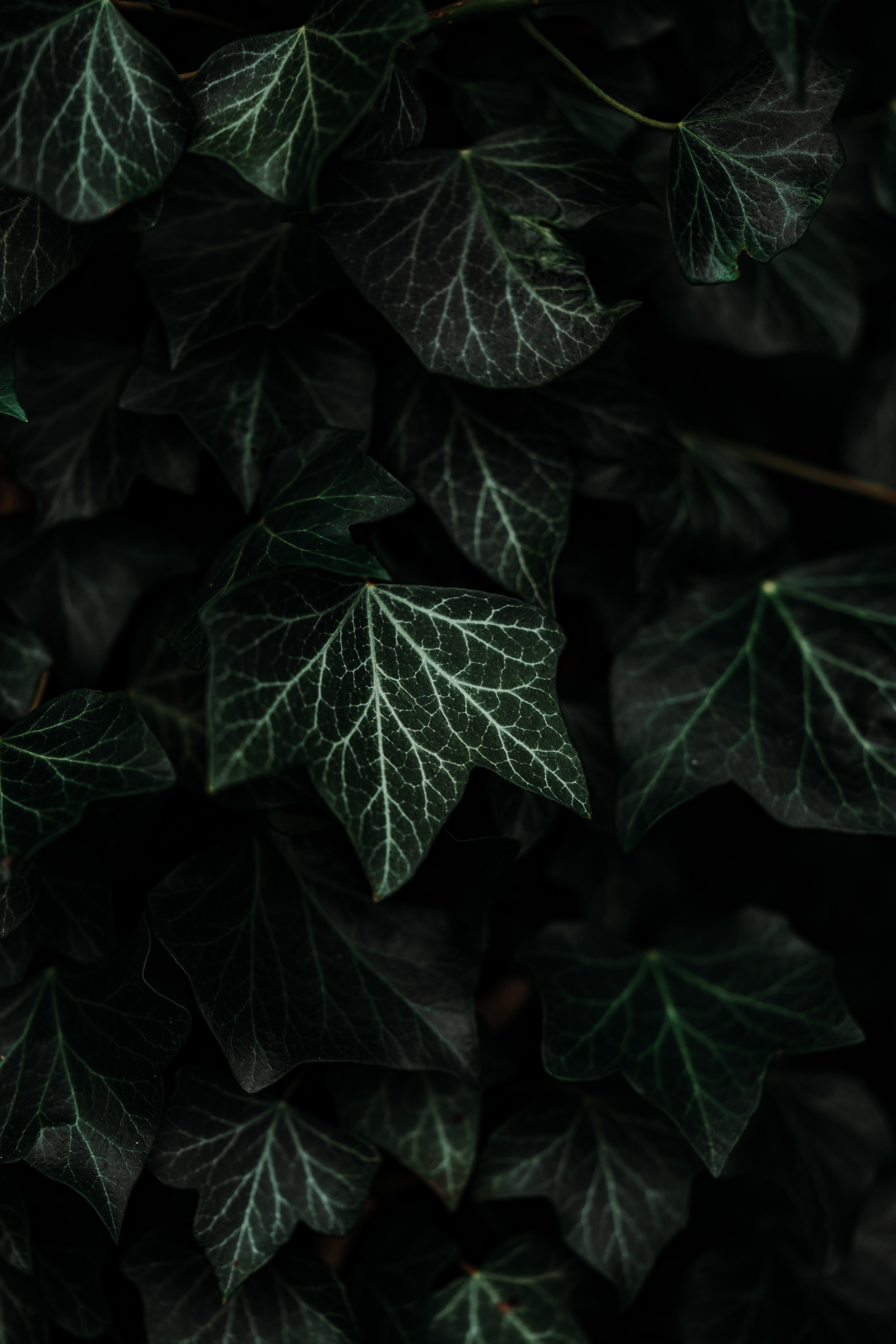 Download mobile wallpaper Bush, Plant, Leaves, Dark for free.