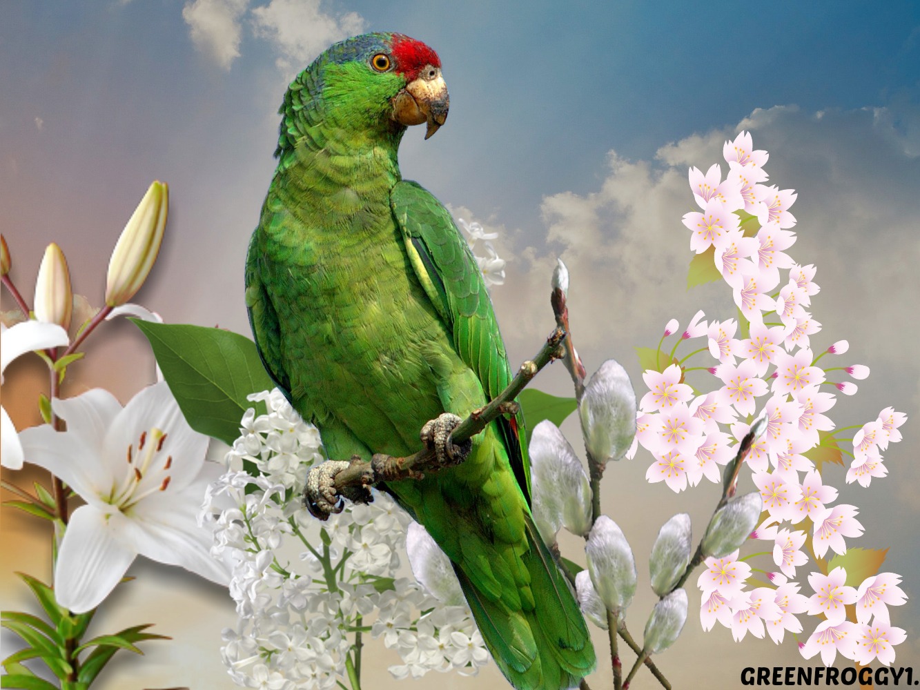 Téléchargez des papiers peints mobile Perroquet, Des Oiseaux, Animaux gratuitement.