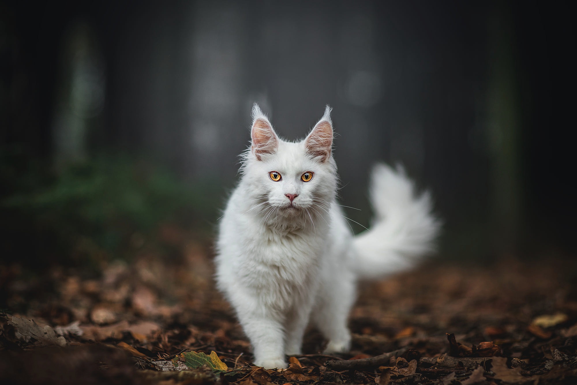 Baixe gratuitamente a imagem Animais, Gatos, Gato, Olhar Fixamente, Profundidade De Campo na área de trabalho do seu PC