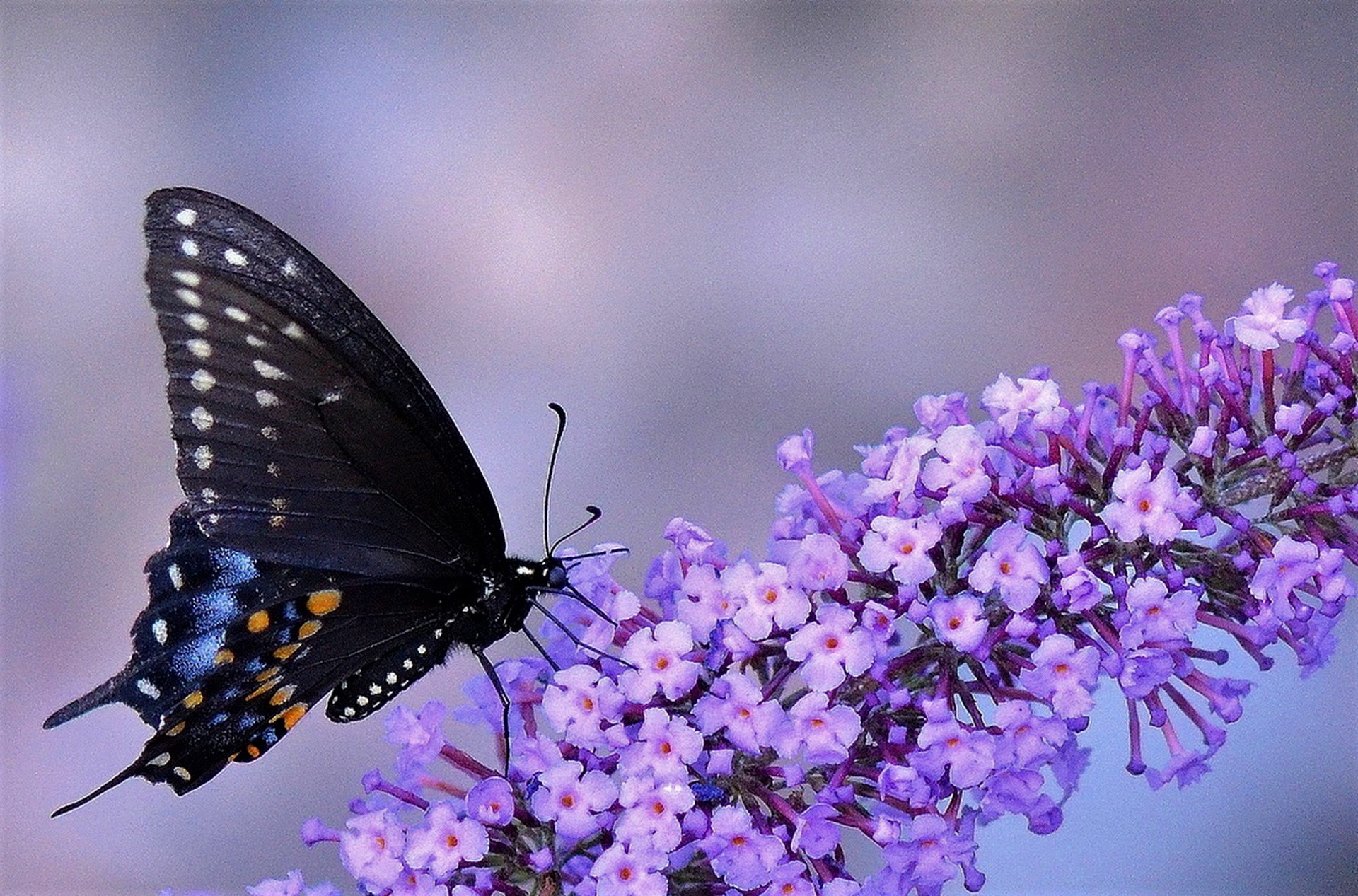 Скачати мобільні шпалери Квітка, Комаха, Метелик, Тварина, Фіолетова Квітка безкоштовно.