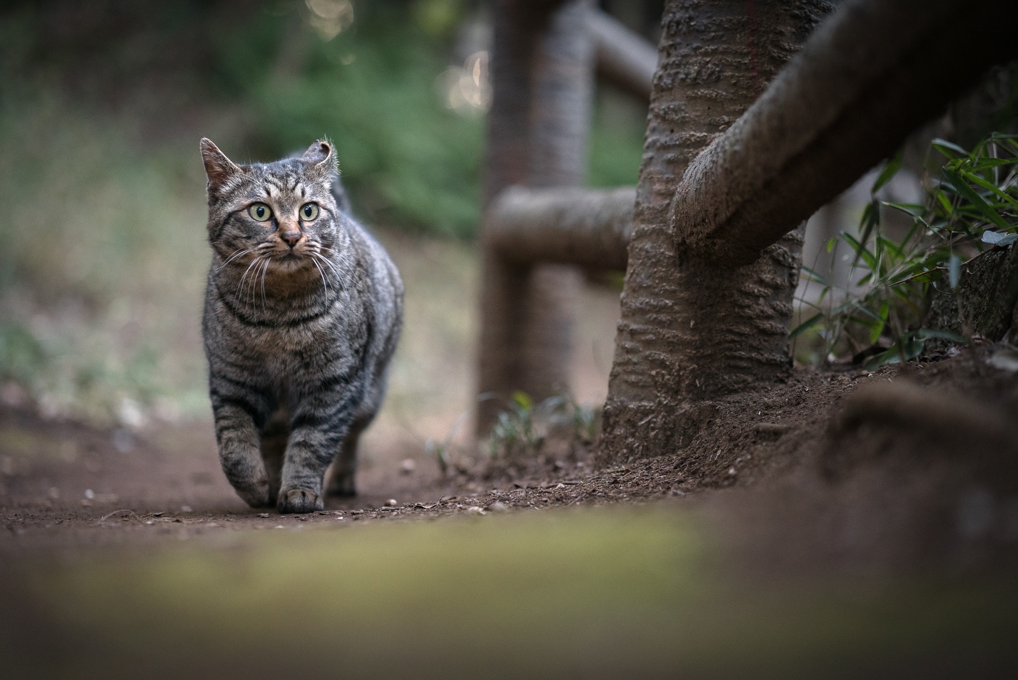 Descarga gratuita de fondo de pantalla para móvil de Animales, Gatos, Gato, Profundidad De Campo.