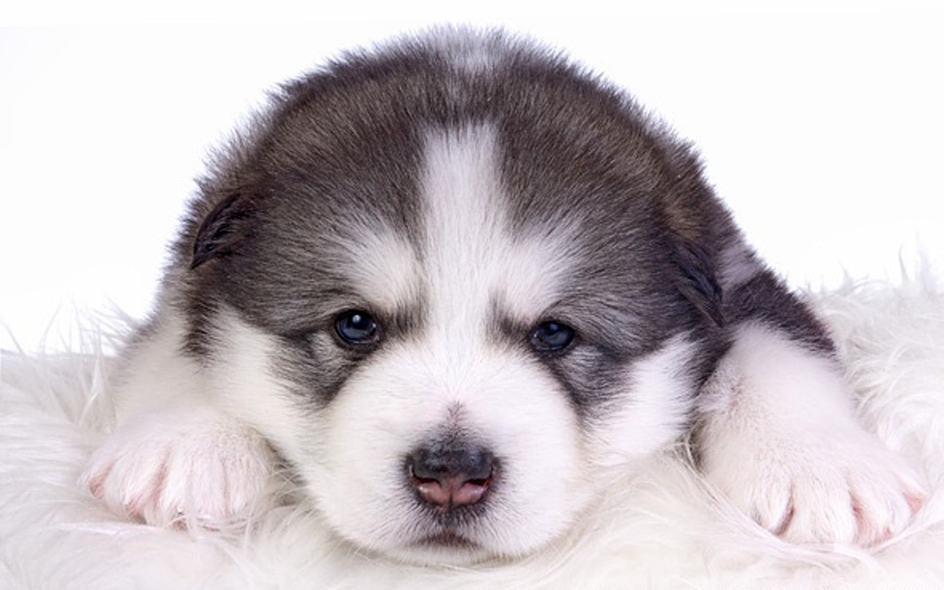 377781 télécharger le fond d'écran animaux, malamute d'alaska, mignon, chien, chiot, chiens - économiseurs d'écran et images gratuitement