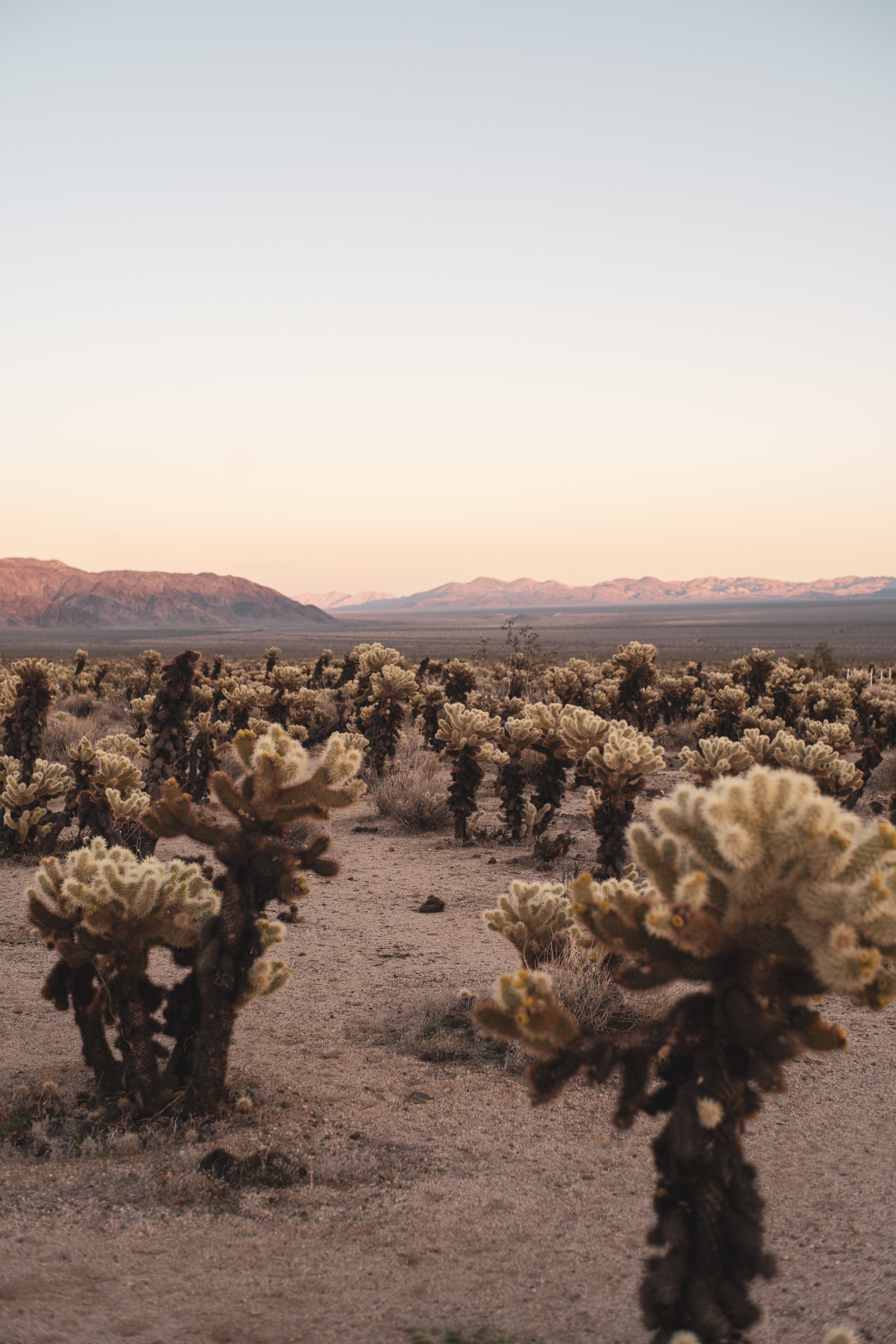 landscape, nature, cactuses, mountains, desert