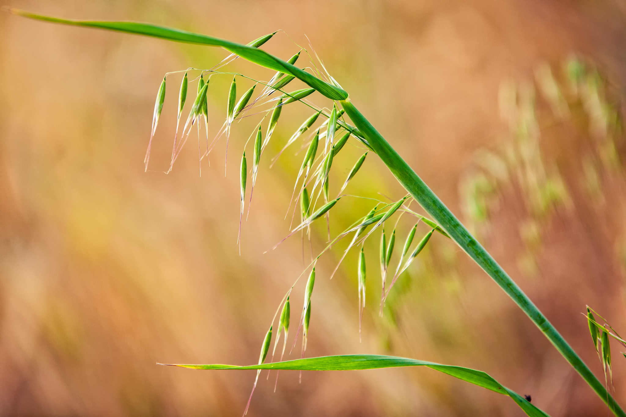 Baixar papel de parede para celular de Grama, Terra/natureza gratuito.