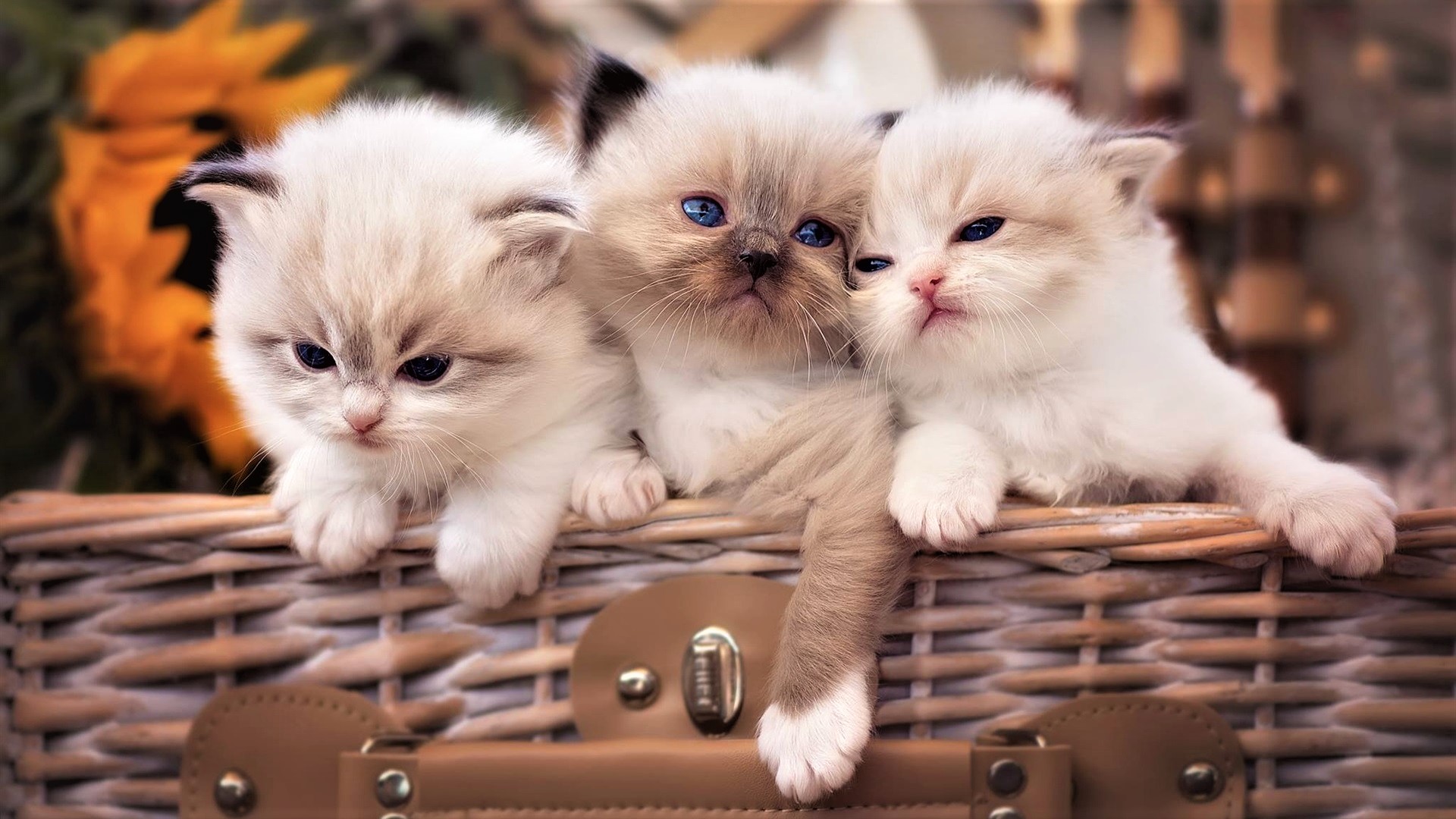 PCデスクトップに動物, ネコ, 猫, ふわふわ, 子猫, バスケット, 可愛い, 赤ちゃん動物画像を無料でダウンロード