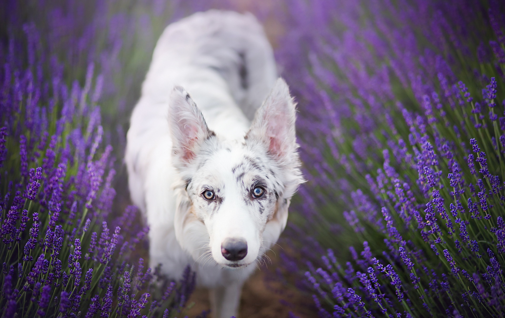 無料モバイル壁紙動物, 犬, ラベンダー, ボーダーコリー, 見詰める, 紫色の花をダウンロードします。