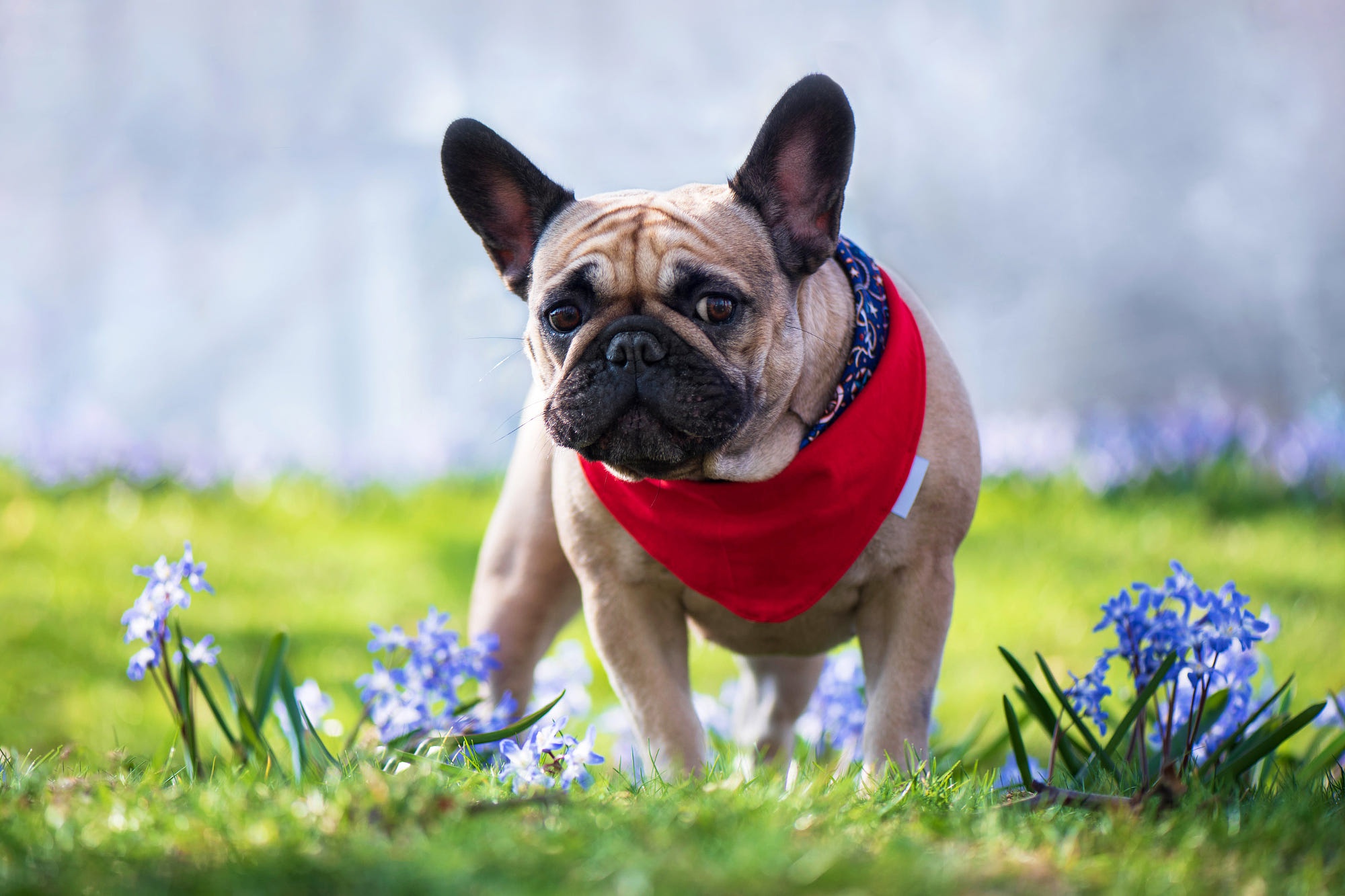 Laden Sie das Tiere, Hunde, Französisch Bulldogge-Bild kostenlos auf Ihren PC-Desktop herunter