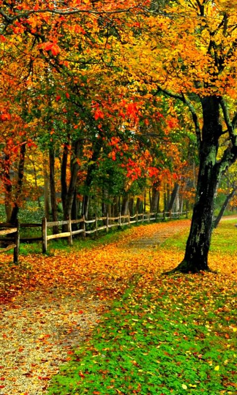 Download mobile wallpaper Road, Tree, Leaf, Fall, Path, Fence, Man Made for free.