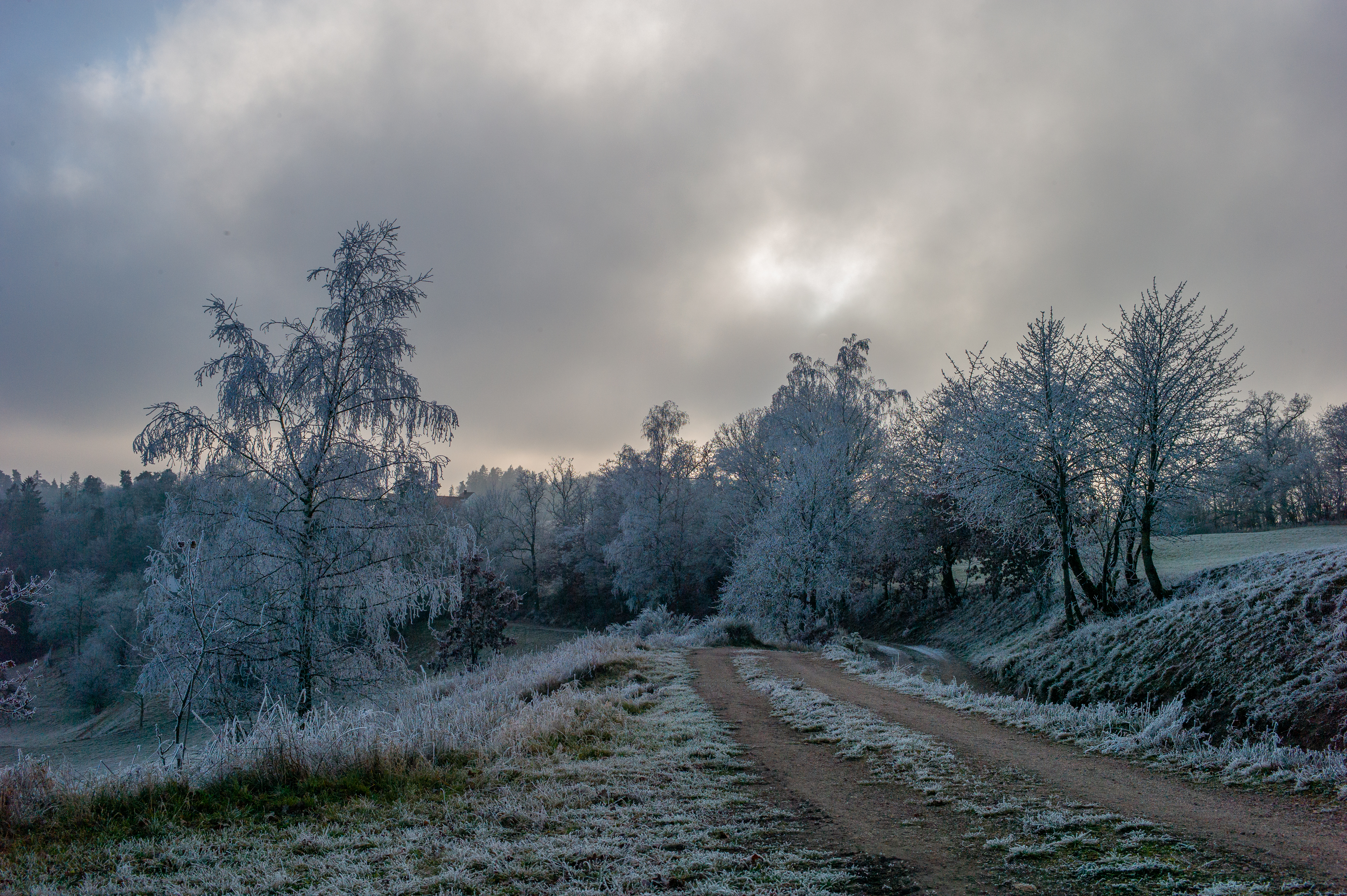 winter, nature, trees, road, frost, hoarfrost HD wallpaper