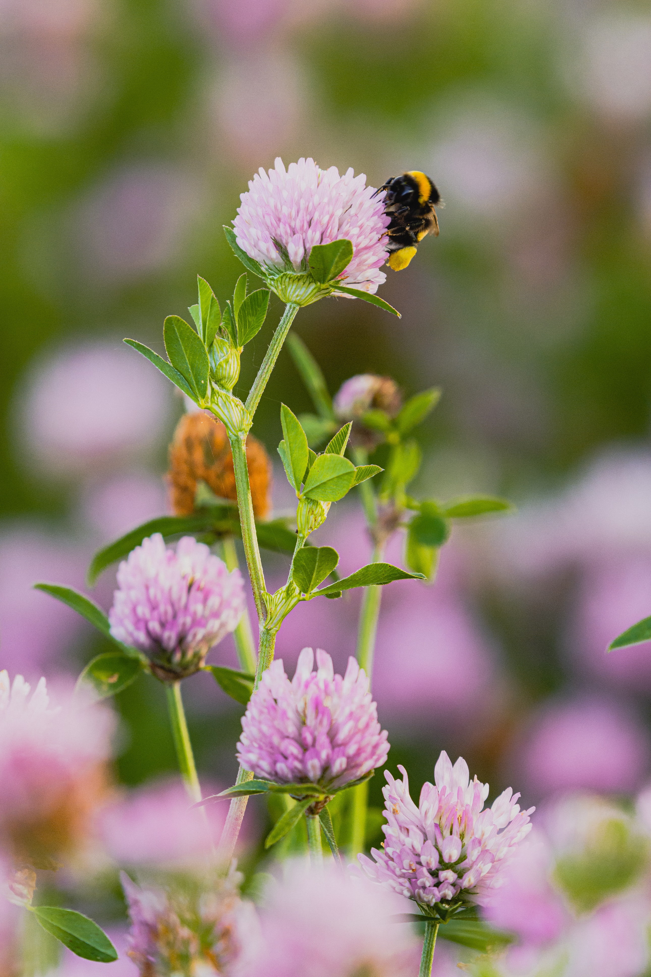 52066 baixar papel de parede flores, flor, macro, abelha, trevo, abelhão - protetores de tela e imagens gratuitamente