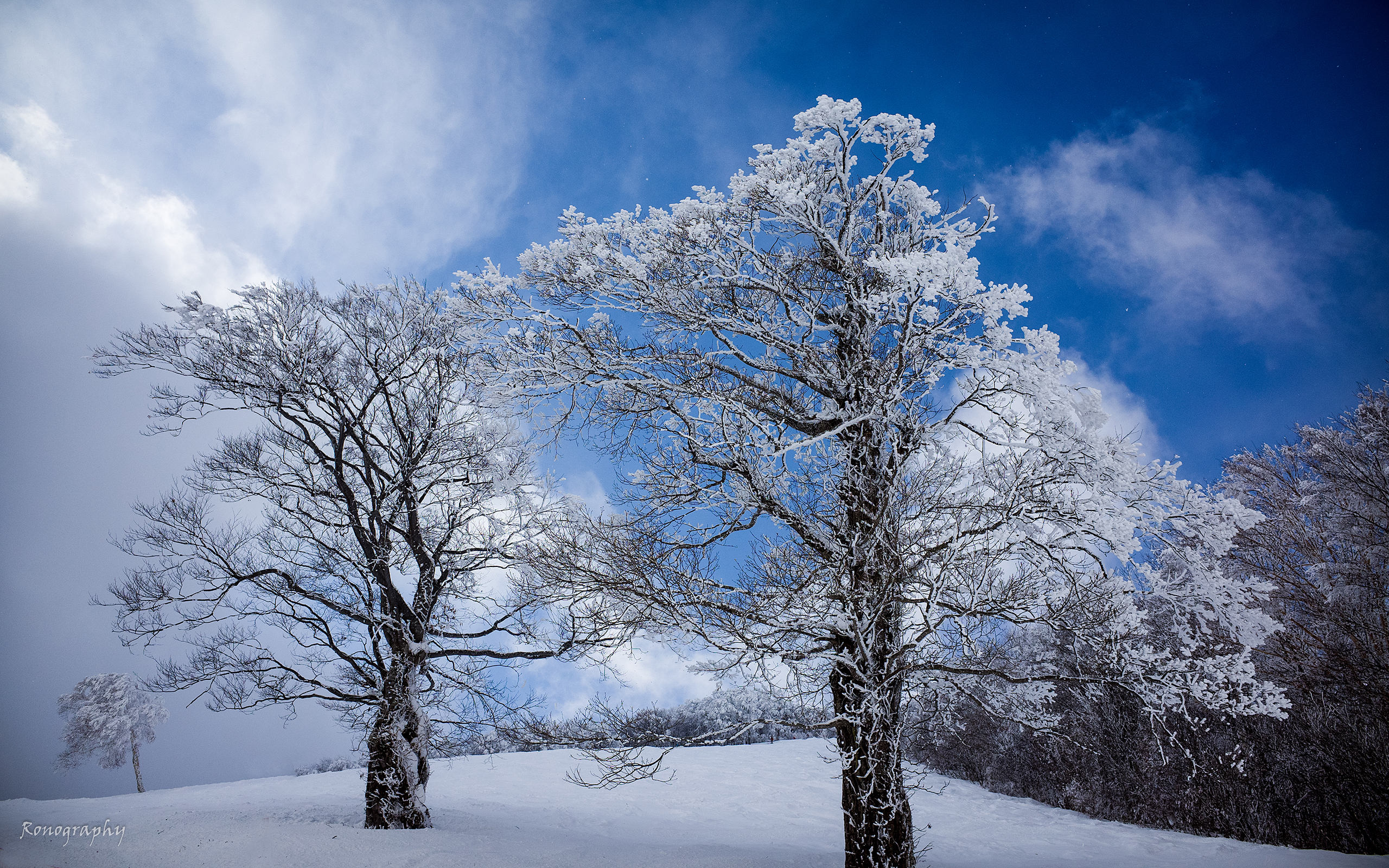 Download mobile wallpaper Winter, Sky, Snow, Tree, Earth, Cloud for free.