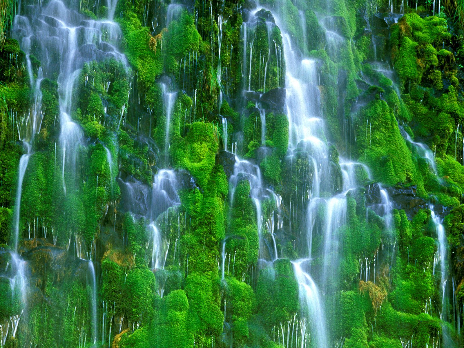 Download mobile wallpaper Waterfalls, Waterfall, Tree, Earth, Moss for free.