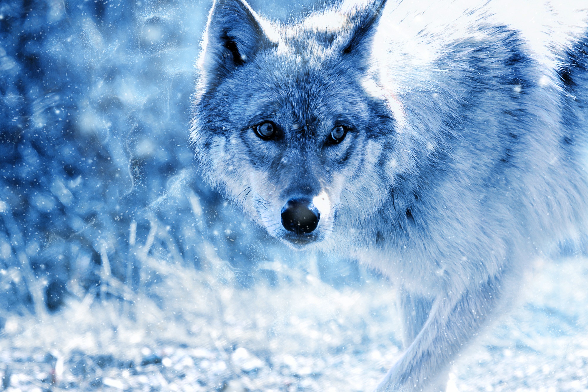 Baixar papel de parede para celular de Animais, Lobos, Inverno, Lobo, Olhar Fixamente gratuito.