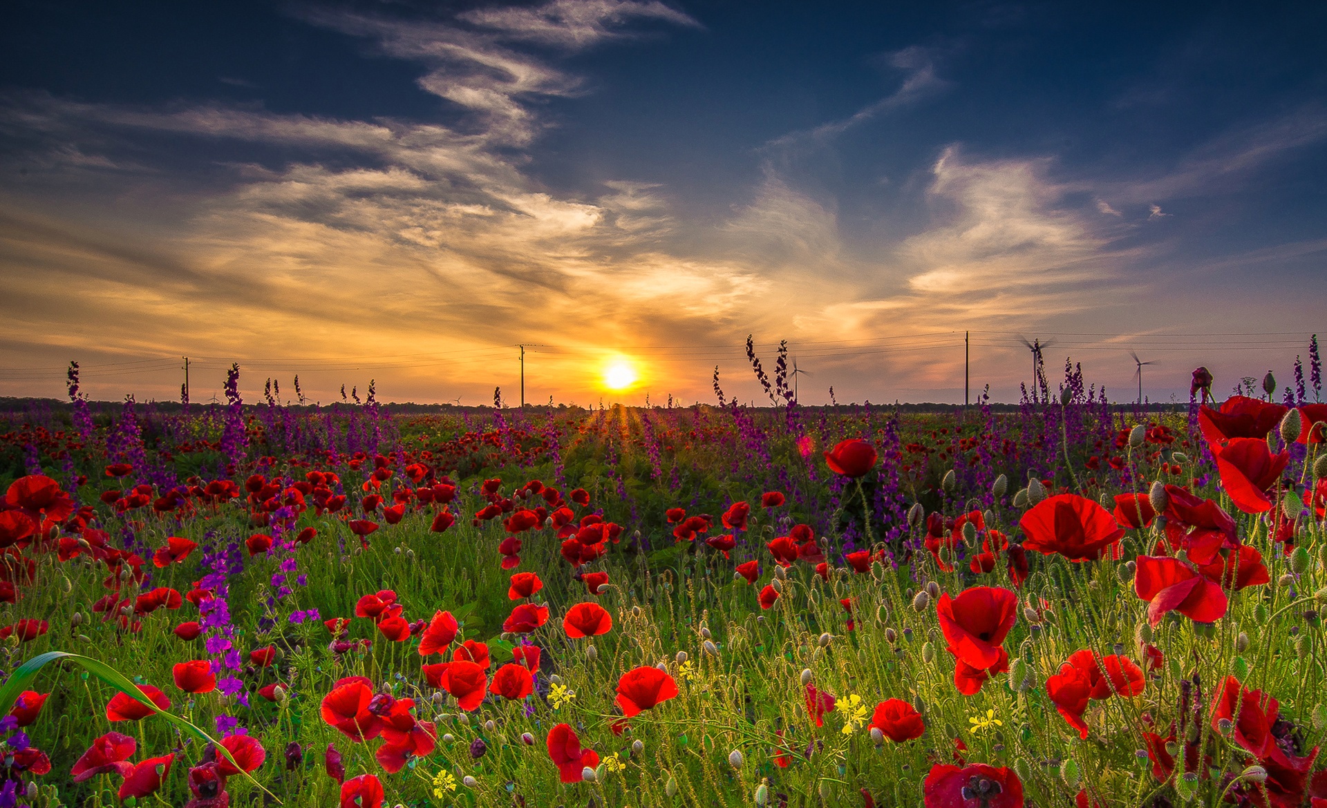 Laden Sie das Natur, Blumen, Mohn, Sommer, Blume, Feld, Himmel, Sonnenuntergang, Lila Blume, Rote Blume, Erde/natur-Bild kostenlos auf Ihren PC-Desktop herunter