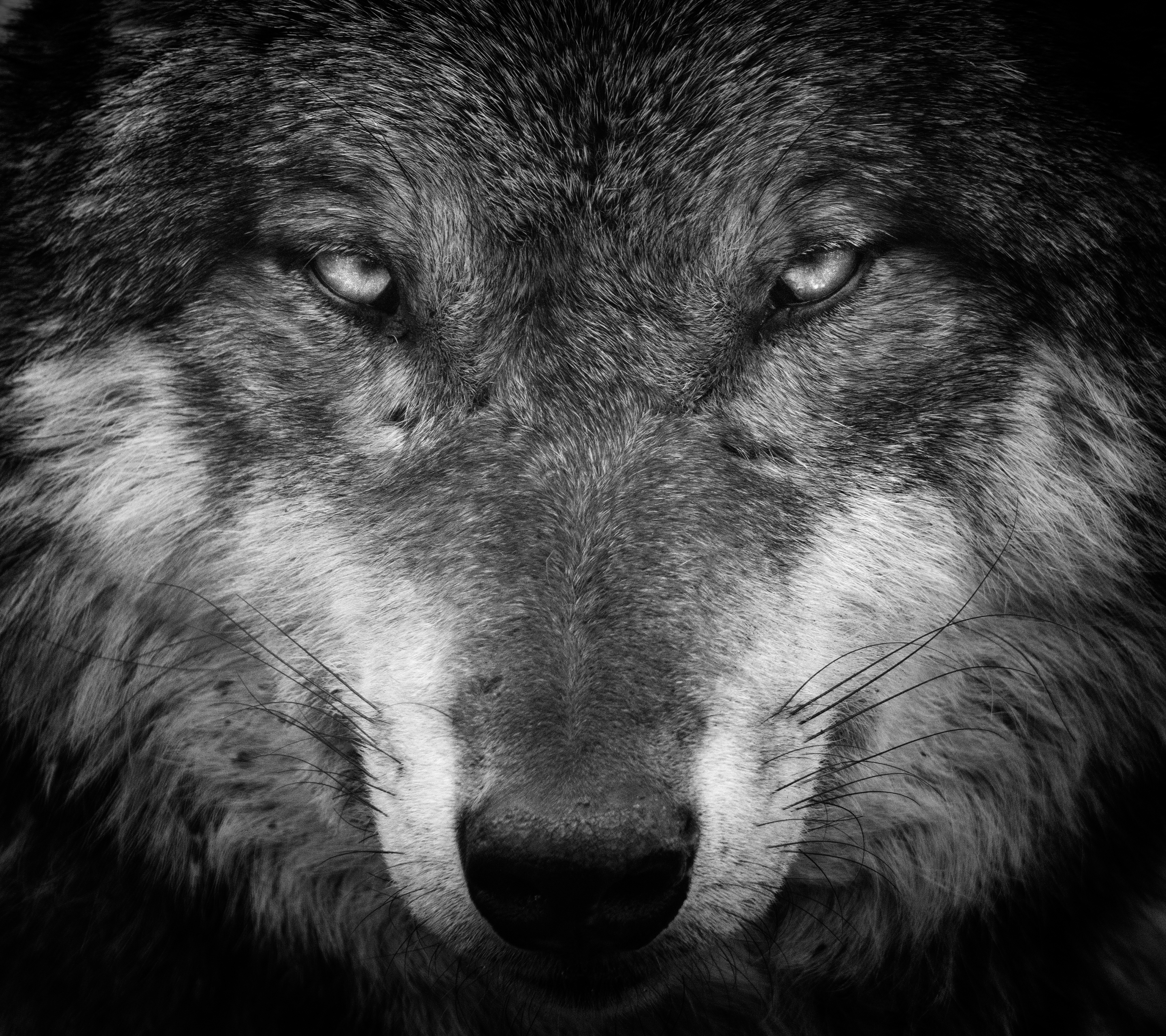 Descarga gratis la imagen Animales, Lobo, Blanco Y Negro, Blanco Negro, Mirar Fijamente, Wolves en el escritorio de tu PC