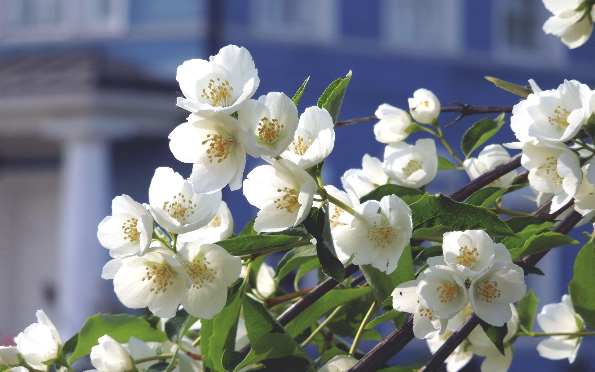 Laden Sie das Blumen, Frühling, Blüte, Erde/natur-Bild kostenlos auf Ihren PC-Desktop herunter
