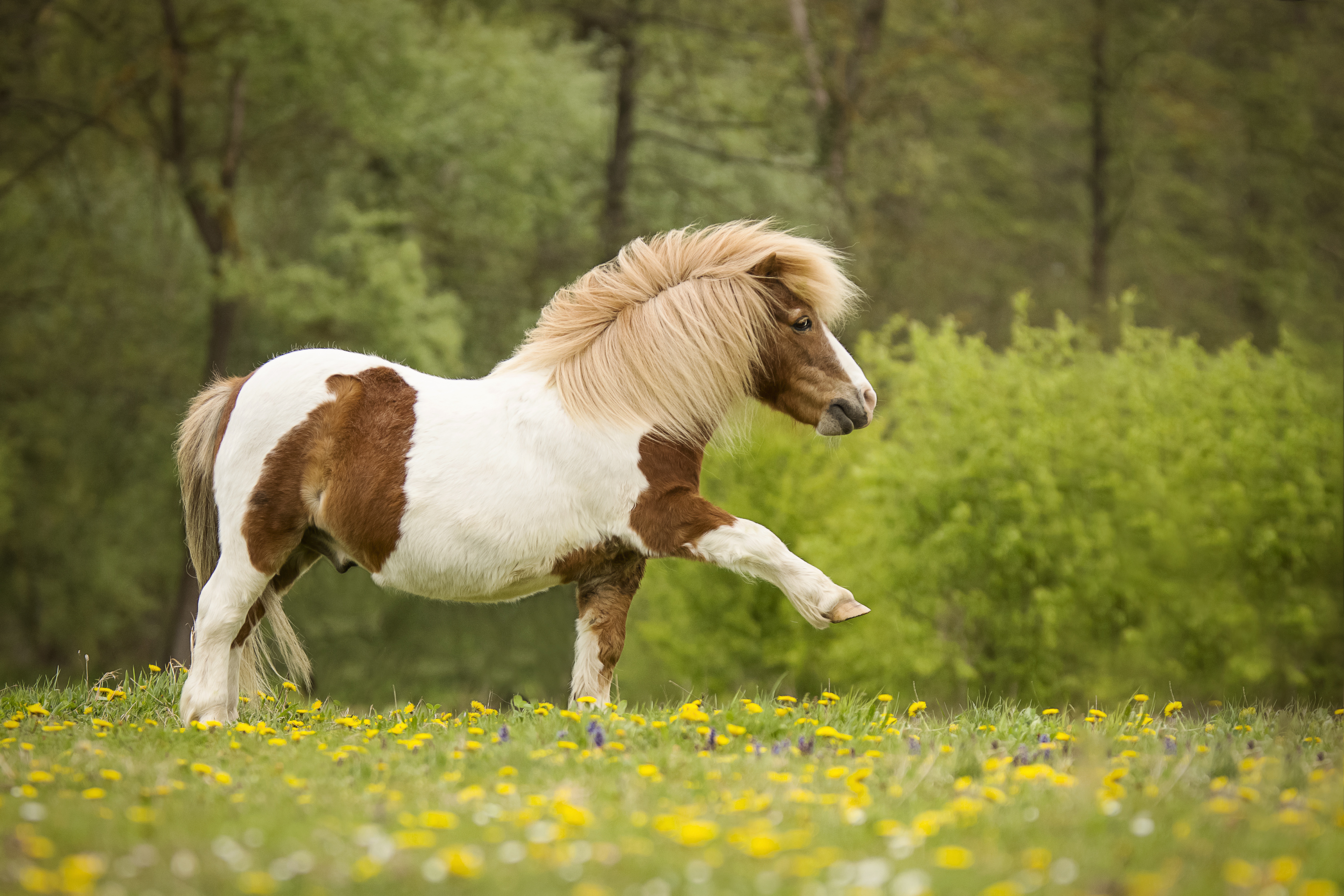 animal, horse, pony