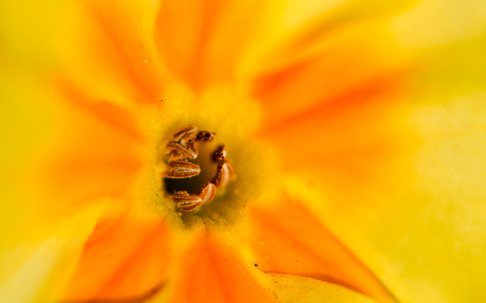 Descarga gratuita de fondo de pantalla para móvil de Flores, Flor, Tierra/naturaleza.