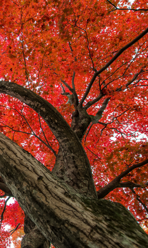 無料モバイル壁紙木, 秋, 葉, ブランチ, 地球, 日本, カエデをダウンロードします。