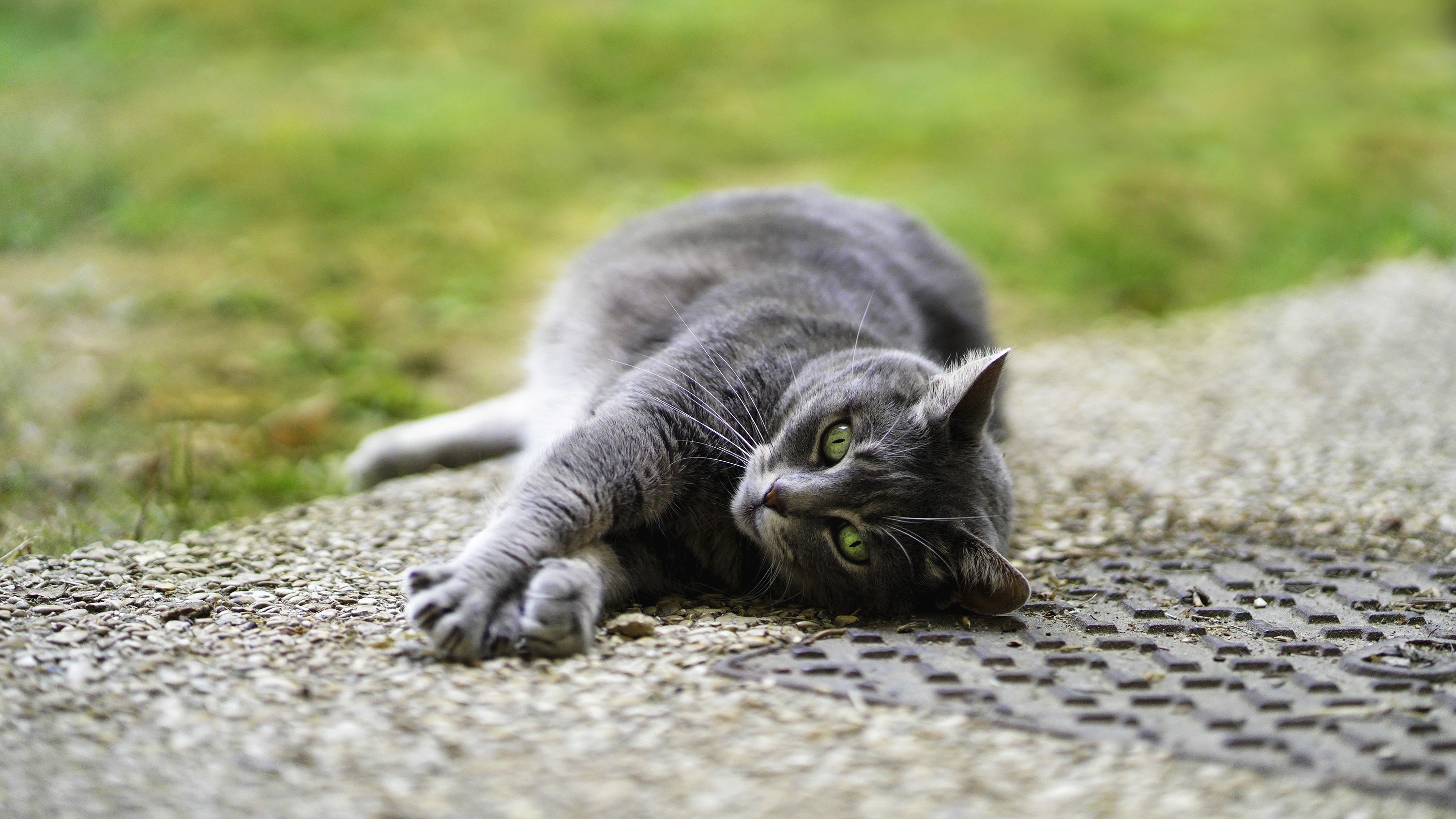 Baixe gratuitamente a imagem Animais, Gatos, Gato na área de trabalho do seu PC