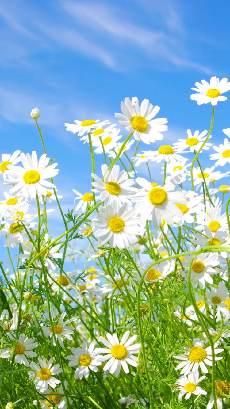 Скачати мобільні шпалери Квітка, Земля, Весна, Ромашка, Біла Квітка, Дейзі, Флауерзи безкоштовно.