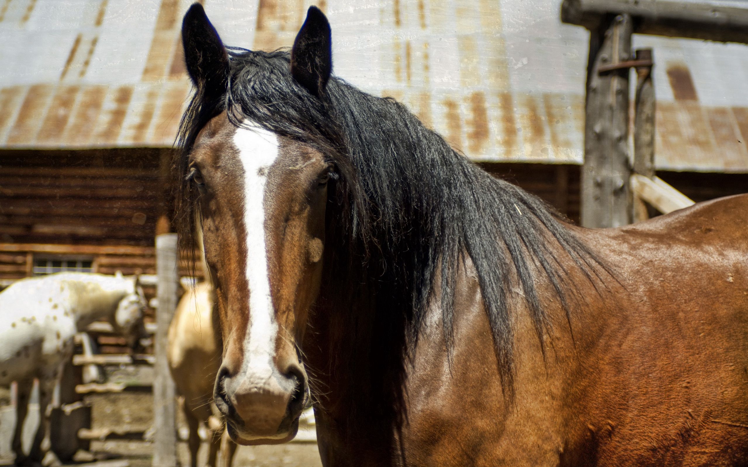 85172 скачать обои лошадь, животные, морда, взгляд, грива - заставки и картинки бесплатно