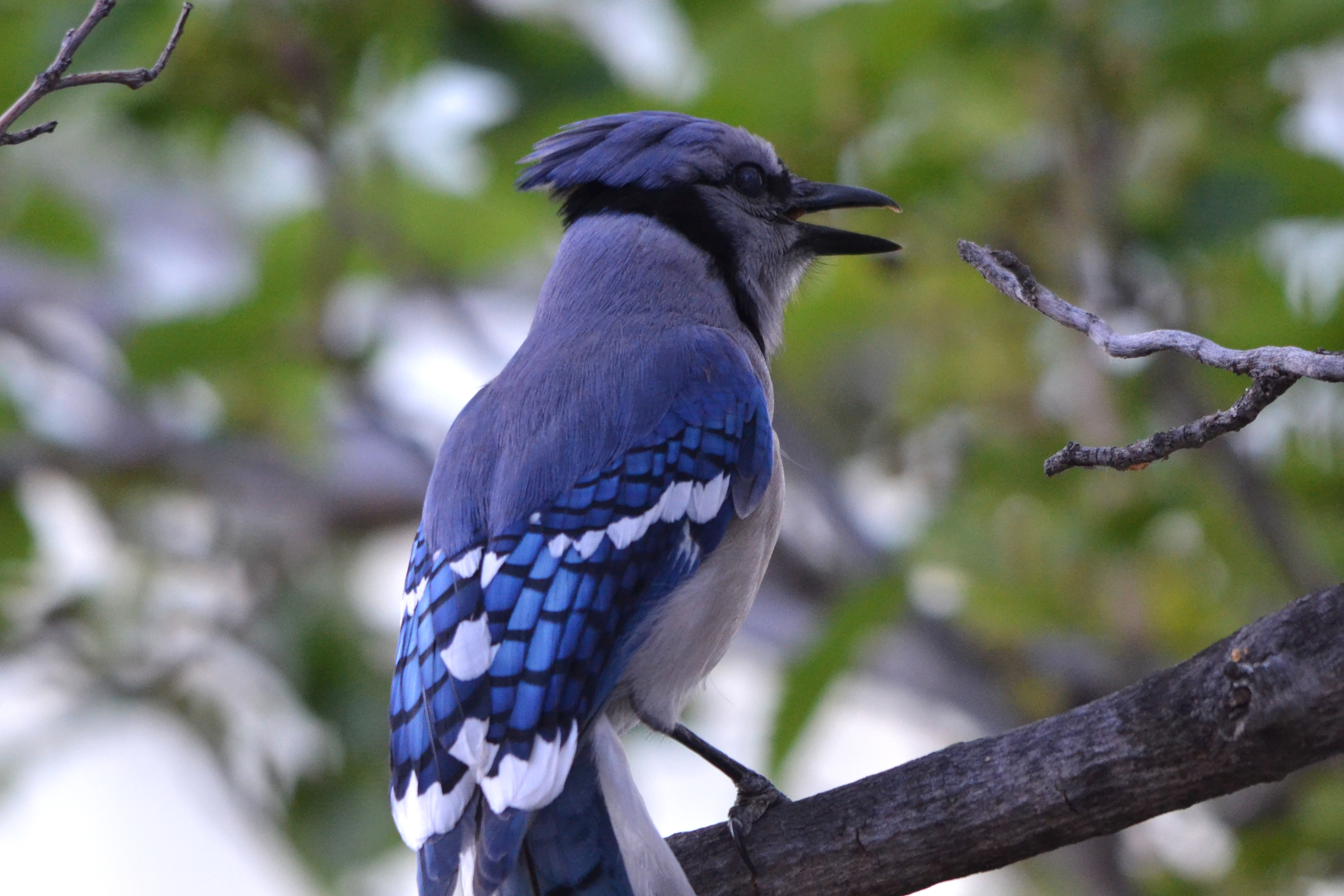 Téléchargez des papiers peints mobile Geai Bleu, Des Oiseaux, Animaux gratuitement.