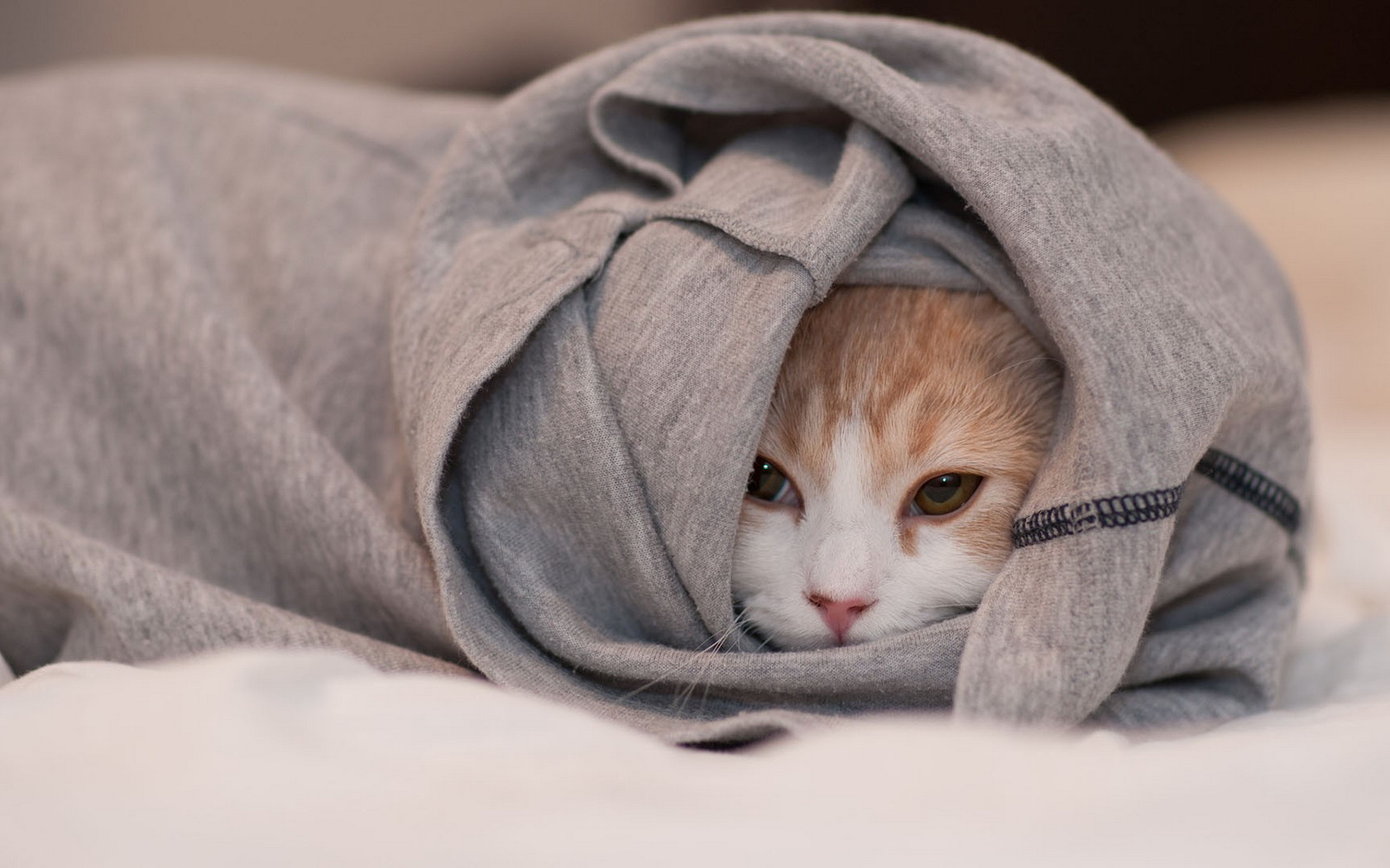 Baixe gratuitamente a imagem Animais, Gatos, Gato na área de trabalho do seu PC