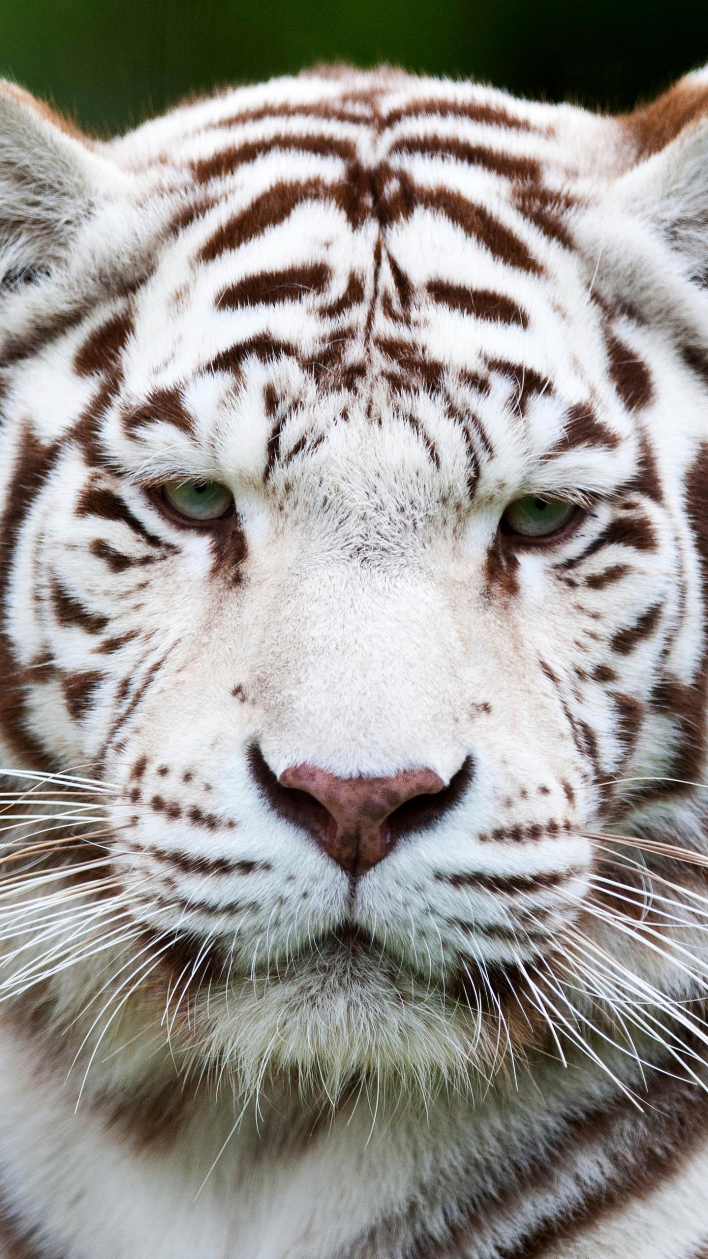 Descarga gratuita de fondo de pantalla para móvil de Animales, Gatos, Tigre Blanco, Mirar Fijamente.