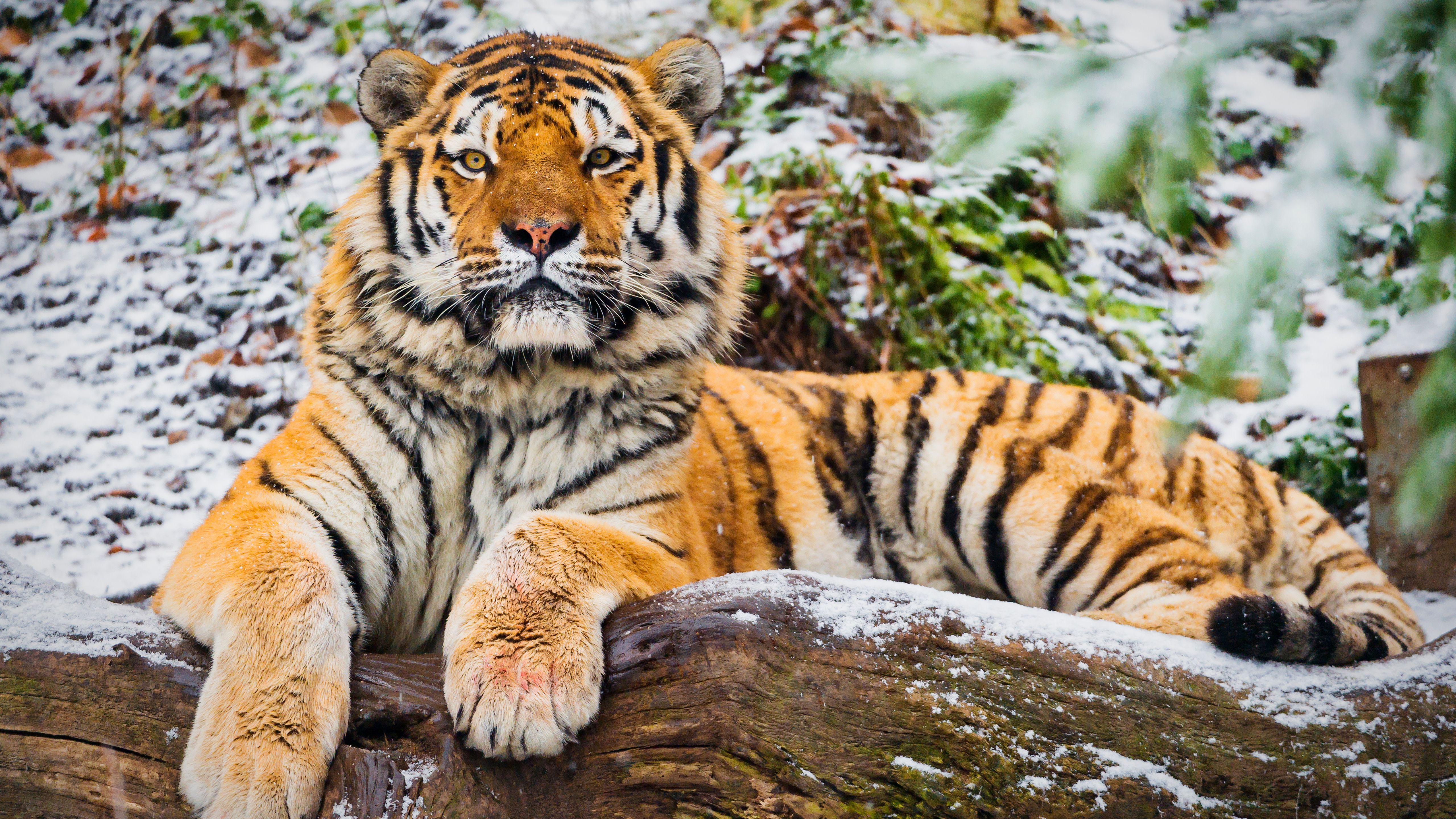 Baixe gratuitamente a imagem Animais, Gatos, Tigre na área de trabalho do seu PC