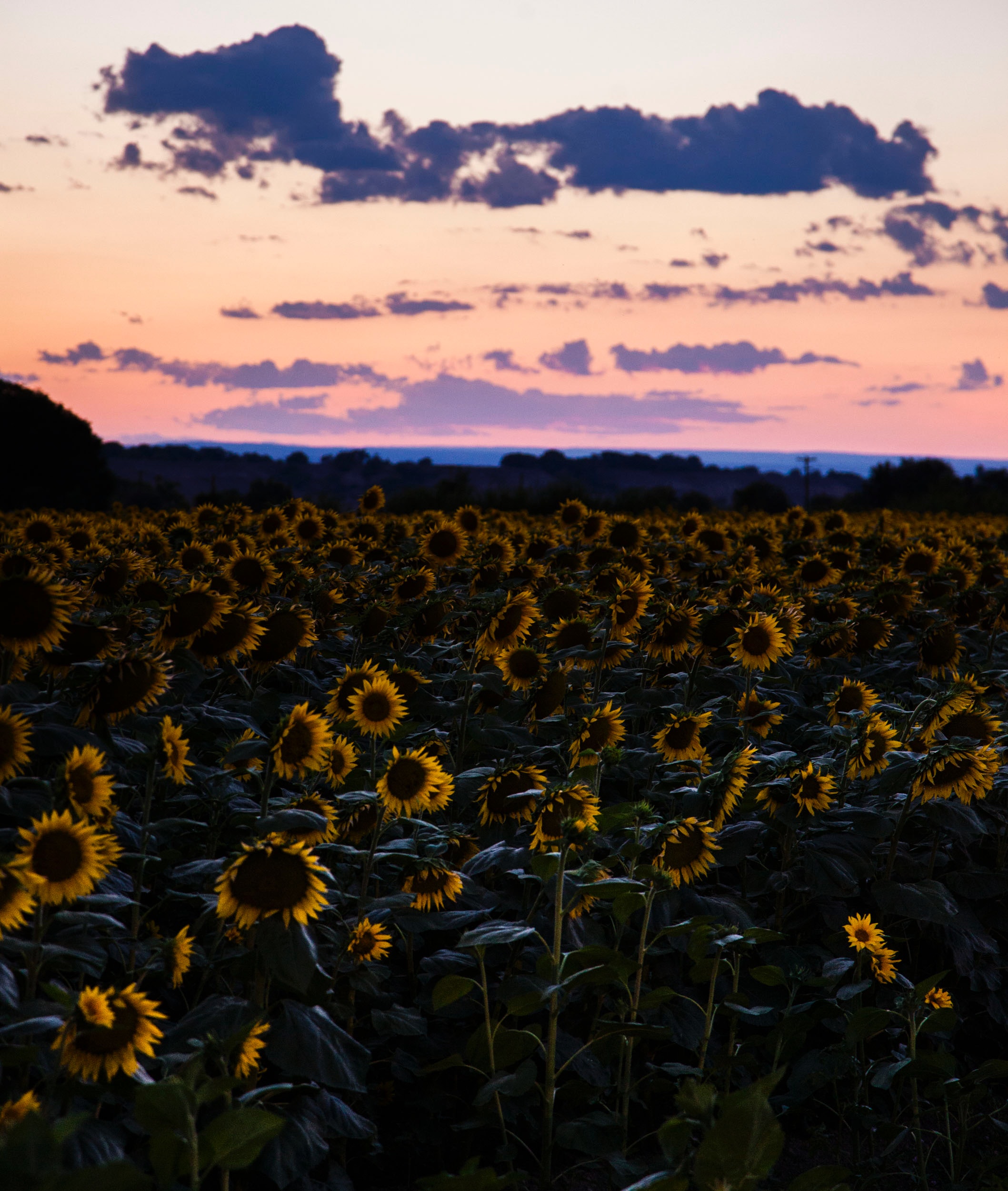 sunflowers, miscellaneous, sunset, sky, miscellanea, field Full HD