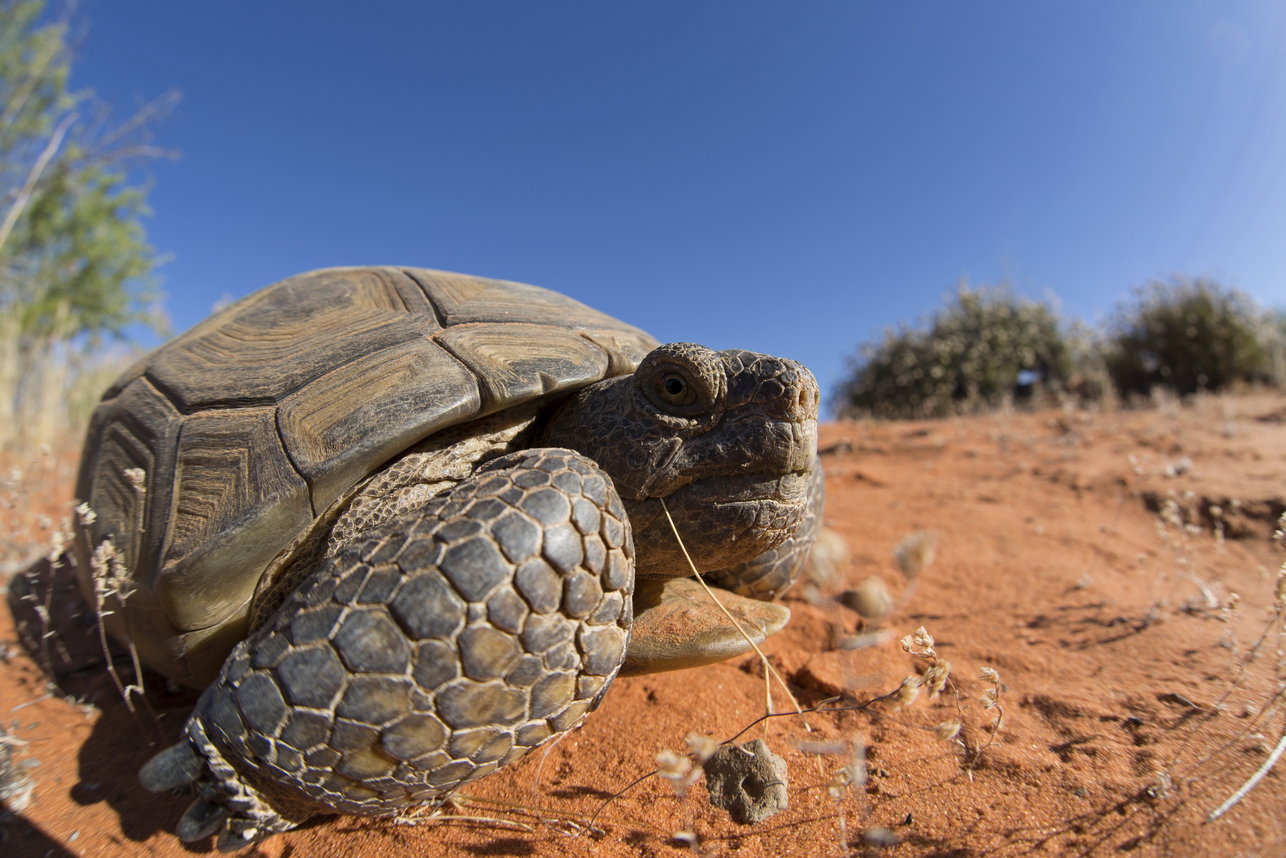 Download mobile wallpaper Turtles, Close Up, Animal, Tortoise for free.