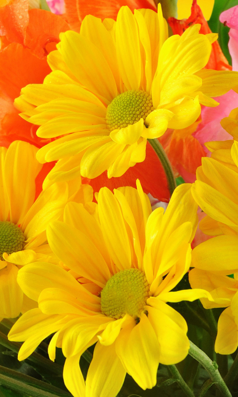 Download mobile wallpaper Flowers, Flower, Earth, Colors, Colorful, Daisy, Yellow Flower for free.