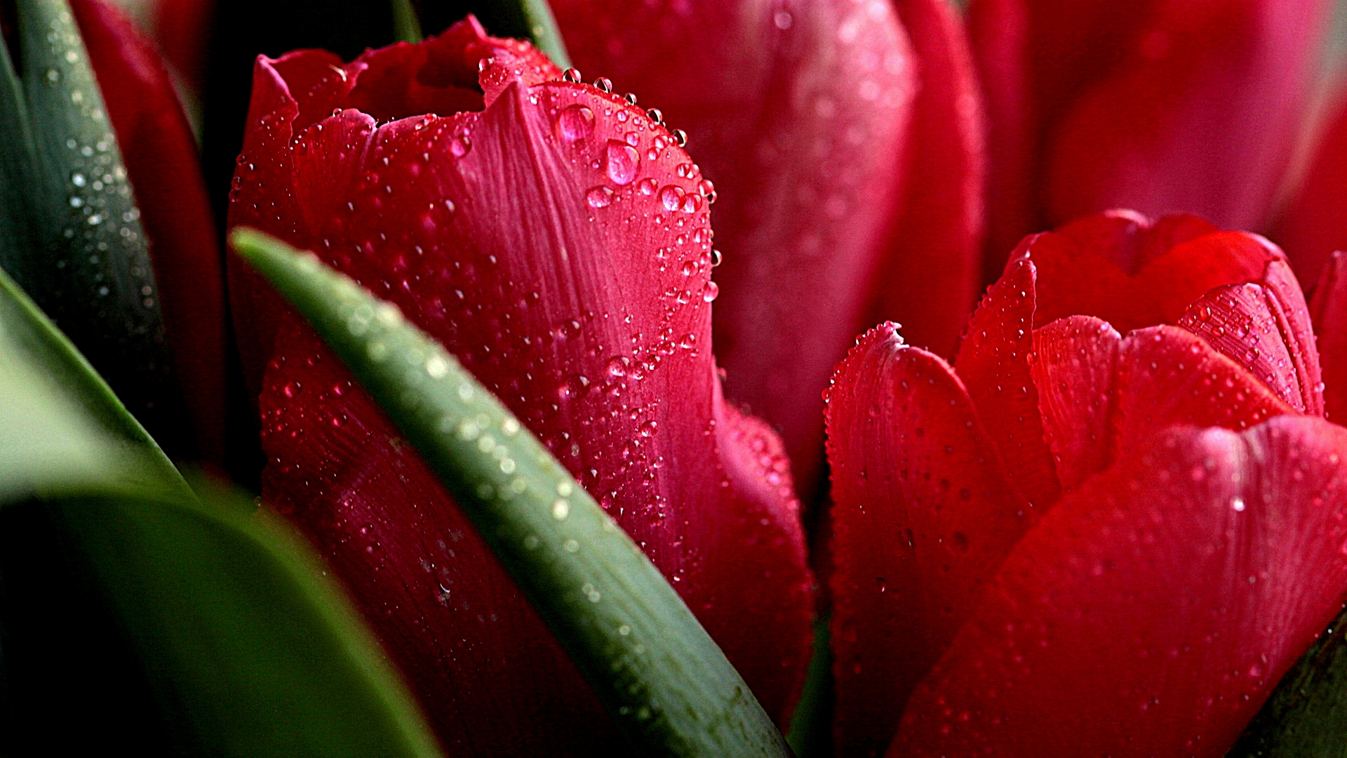 Download mobile wallpaper Earth, Tulip for free.