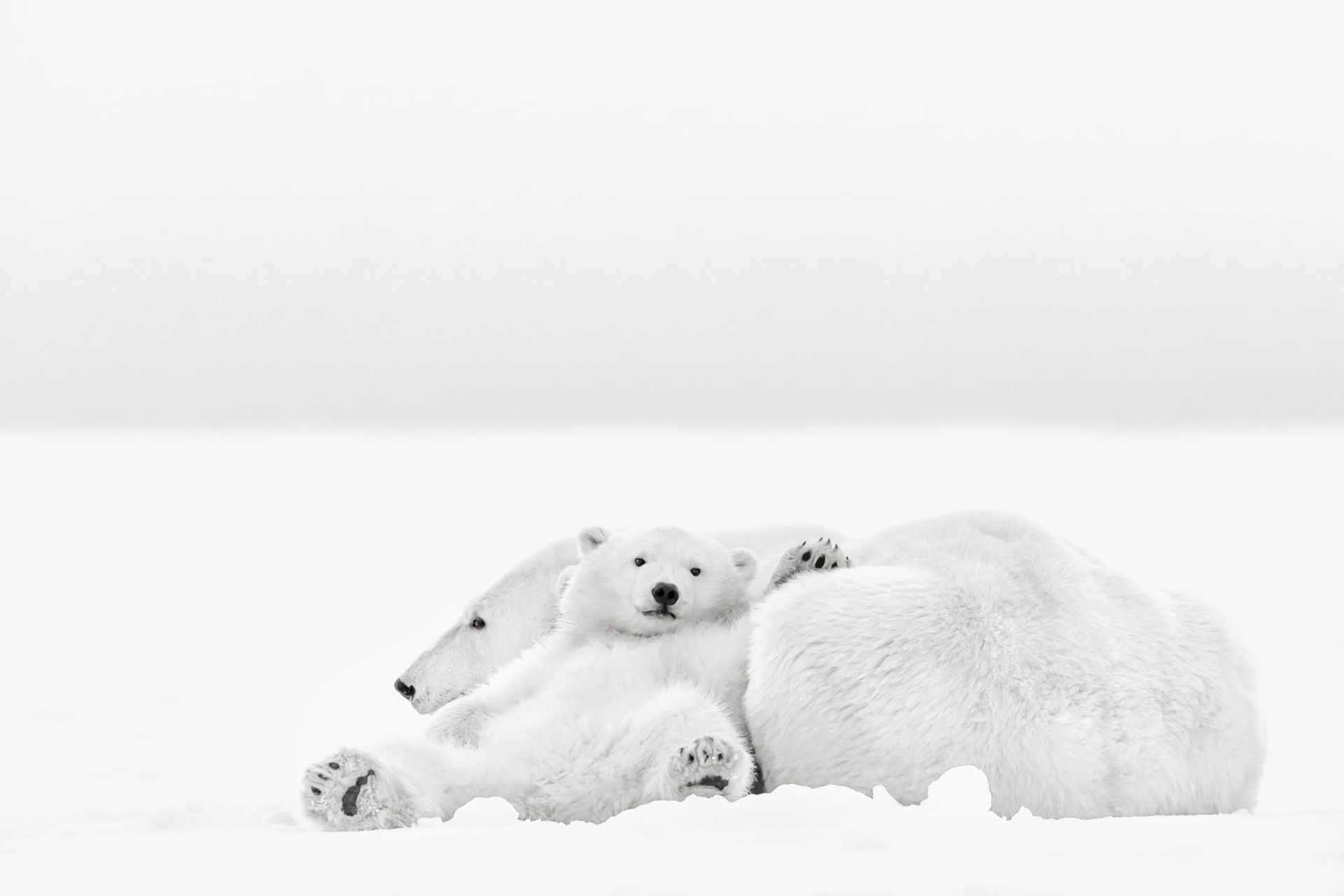 Download mobile wallpaper Bears, Animal, Cute, Polar Bear, Baby Animal, Cub for free.