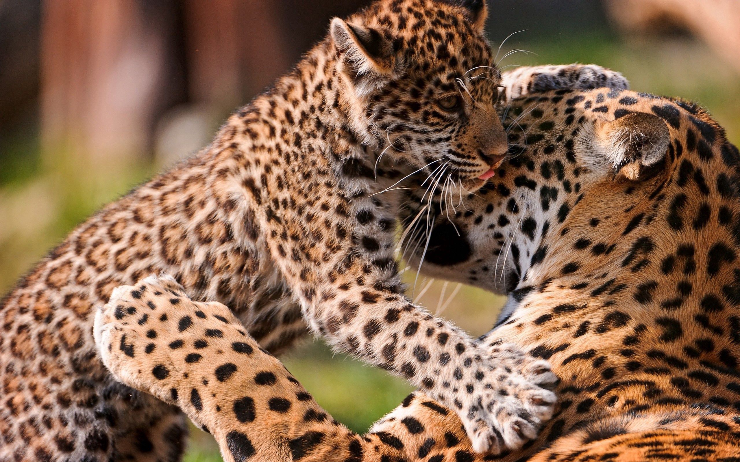 Full HD Wallpaper young, animals, leopards, couple, pair, care, joey