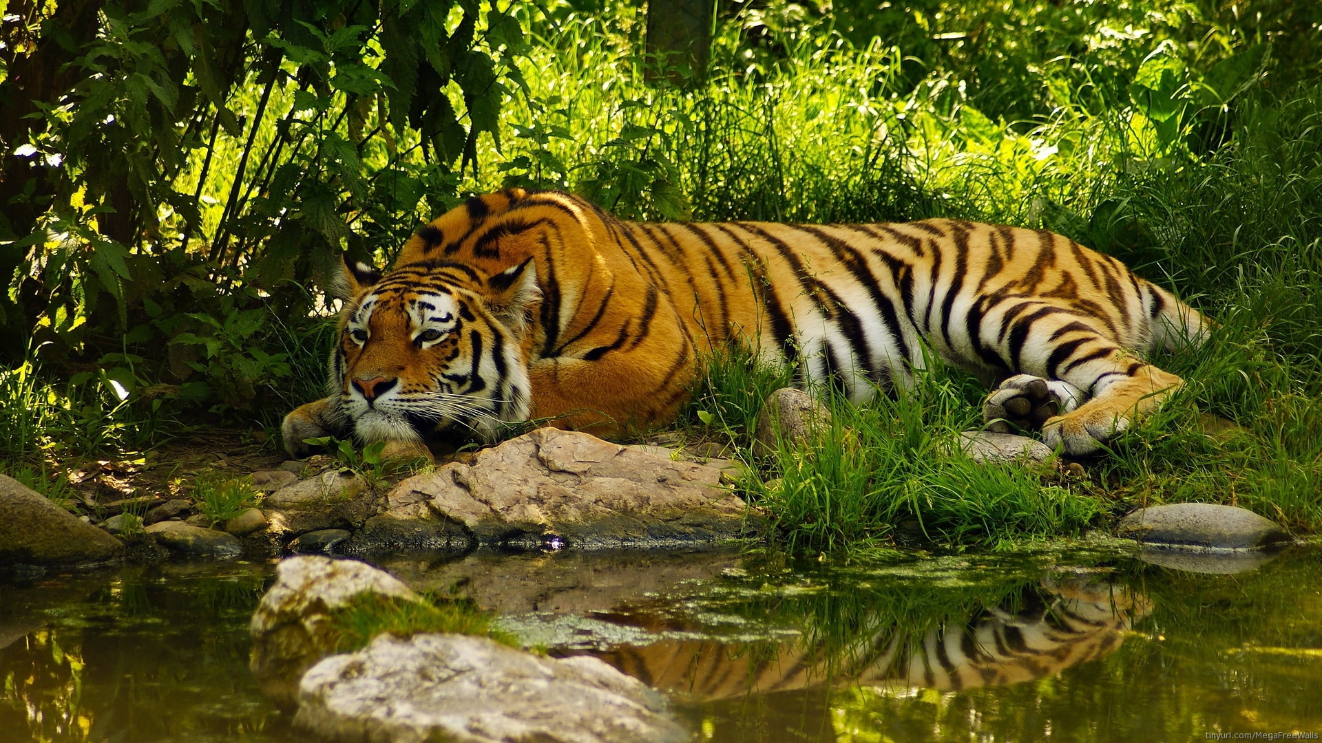 Free download wallpaper Tiger, Animal, Lying Down on your PC desktop
