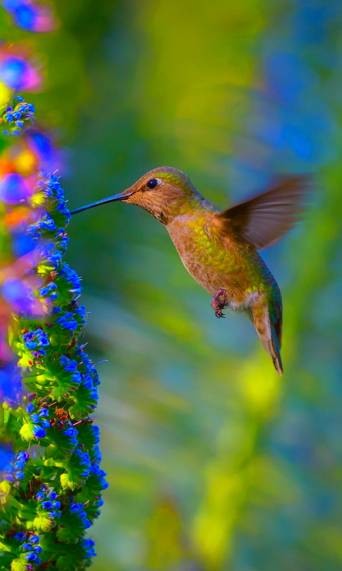 Handy-Wallpaper Tiere, Vögel, Kolibri kostenlos herunterladen.