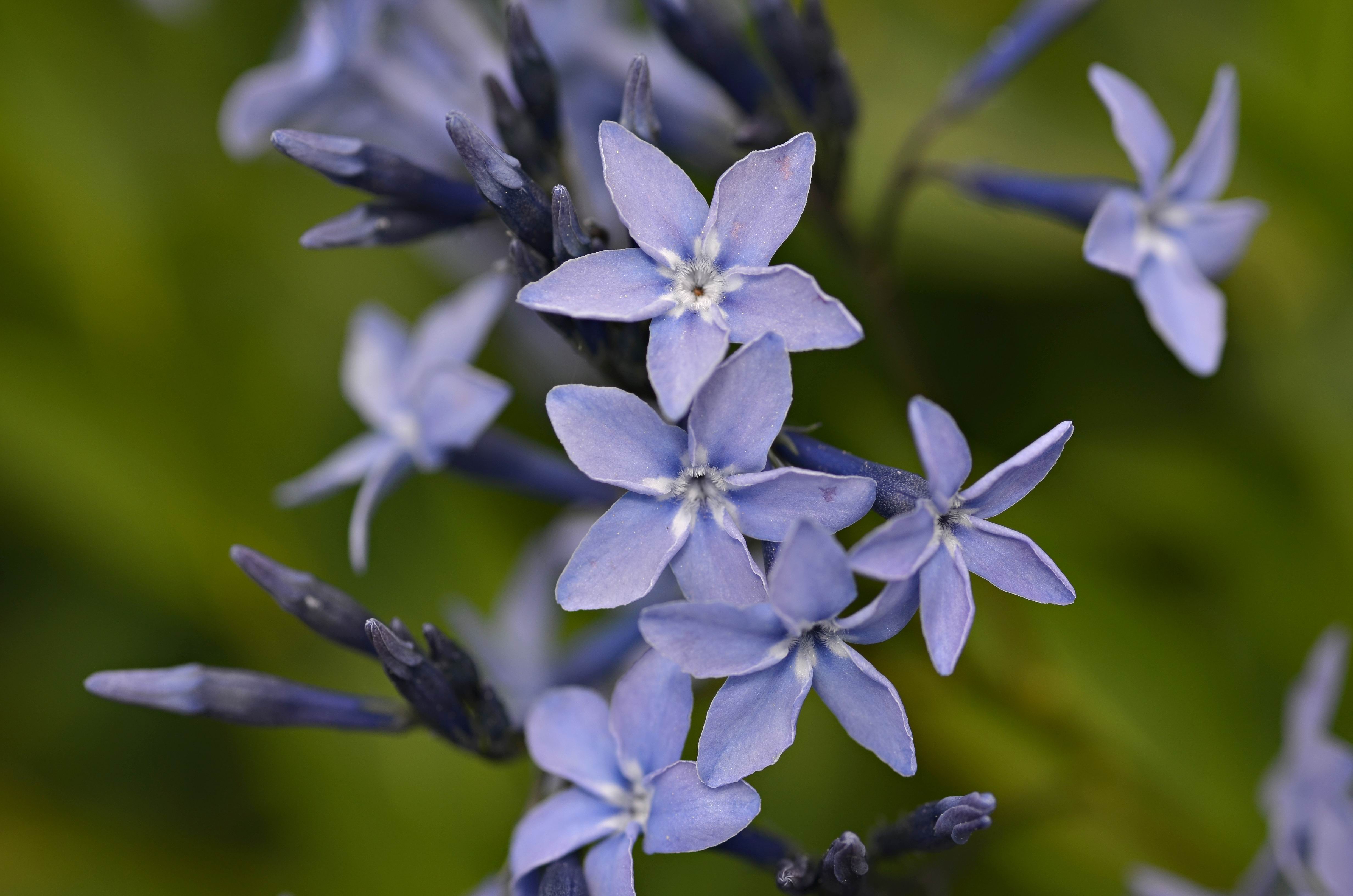 Descarga gratuita de fondo de pantalla para móvil de Flores, Flor, Tierra/naturaleza, Hielo Azul.