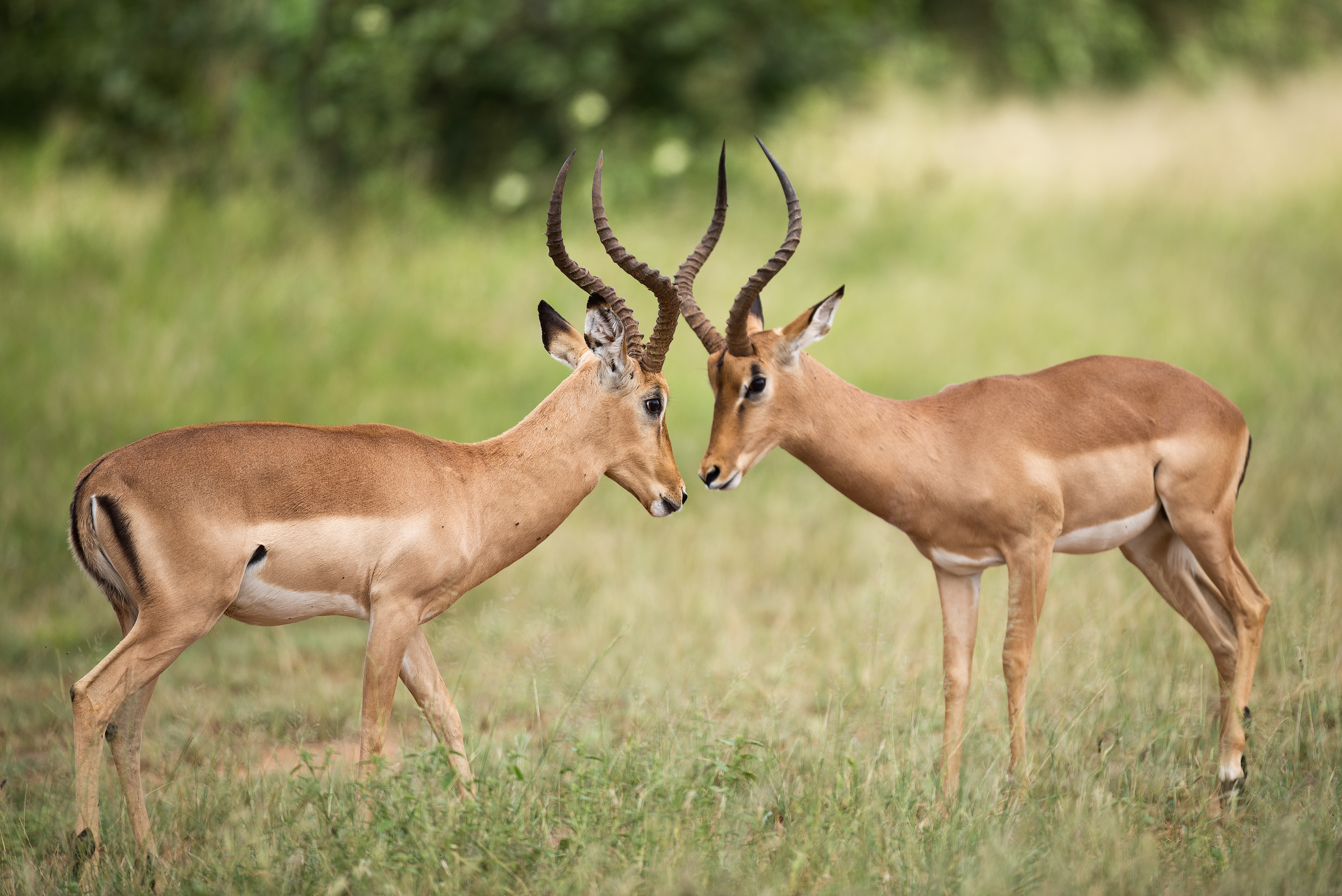 animal, impala