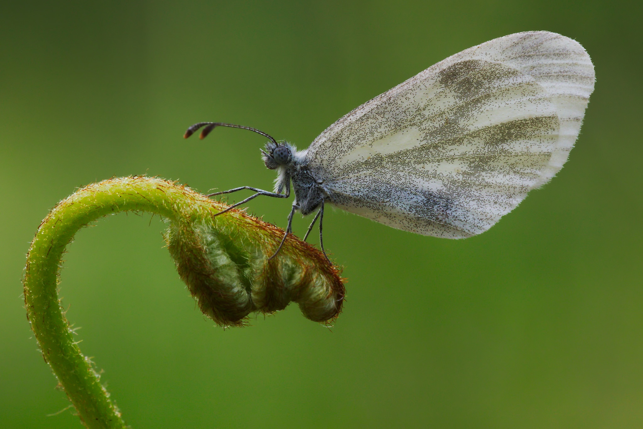 Download mobile wallpaper Macro, Insect, Butterfly, Animal for free.