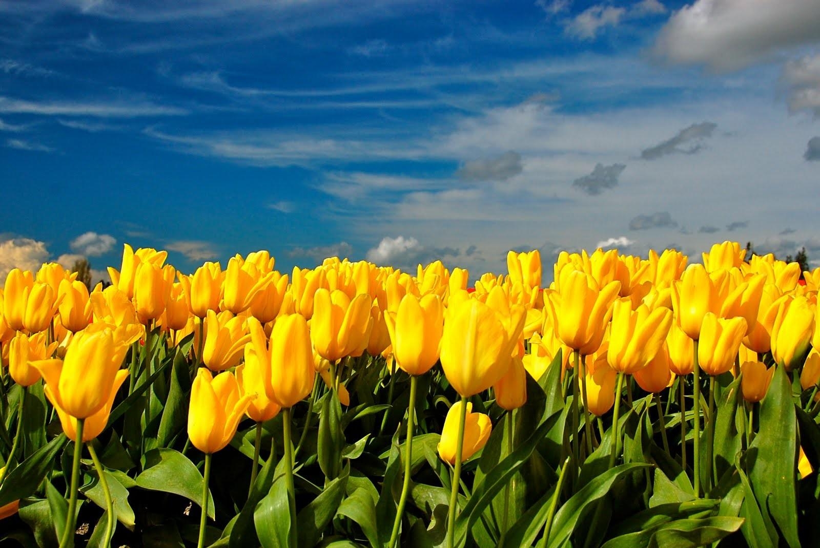 PC Wallpapers tulips, flowers, sky, clouds, yellow, spring