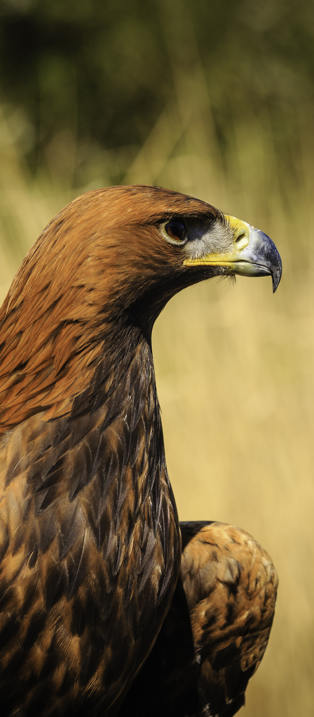 Descarga gratuita de fondo de pantalla para móvil de Animales, Águila, Águila Real, Aves.