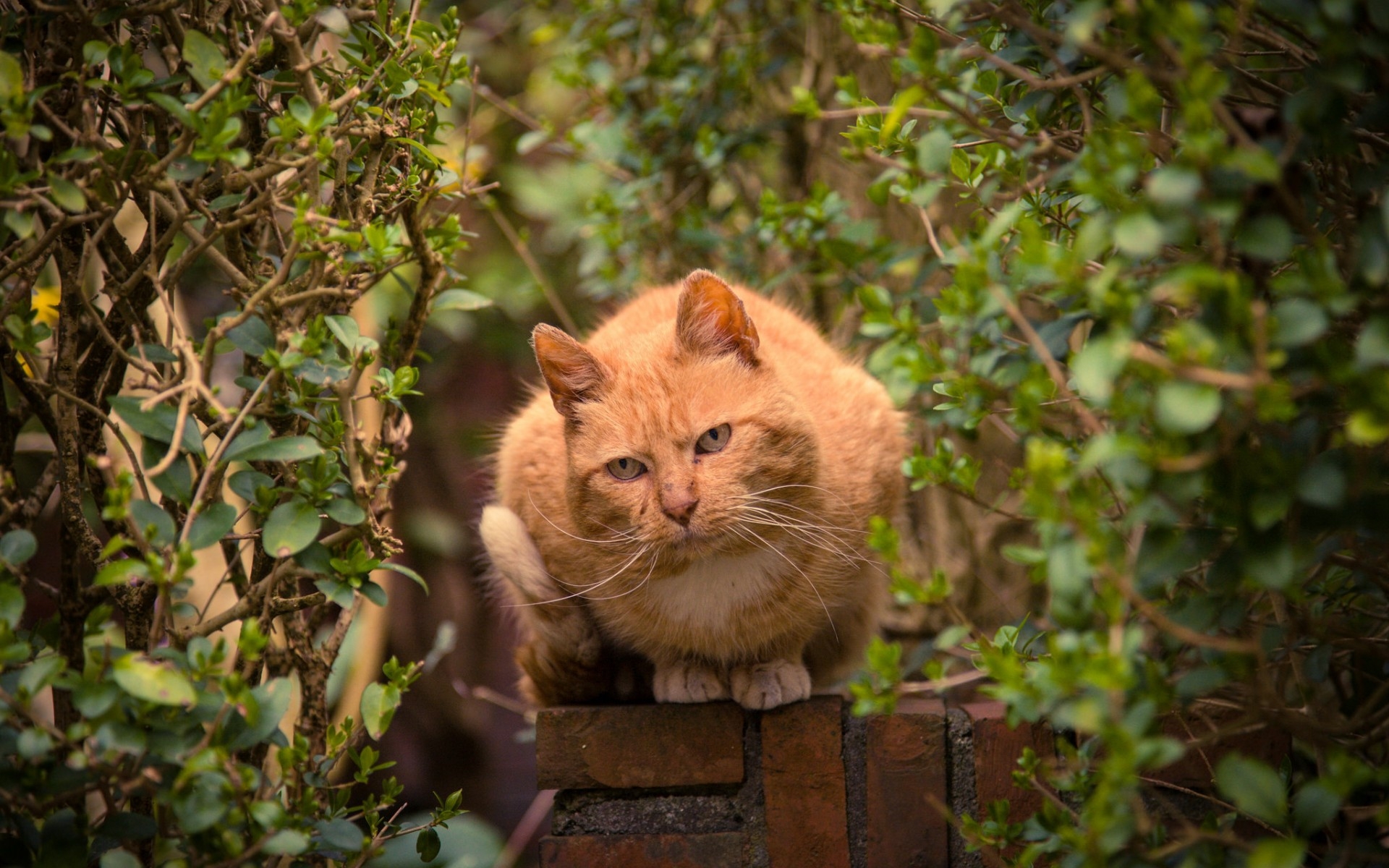 Descarga gratis la imagen Gato, Gatos, Animales en el escritorio de tu PC